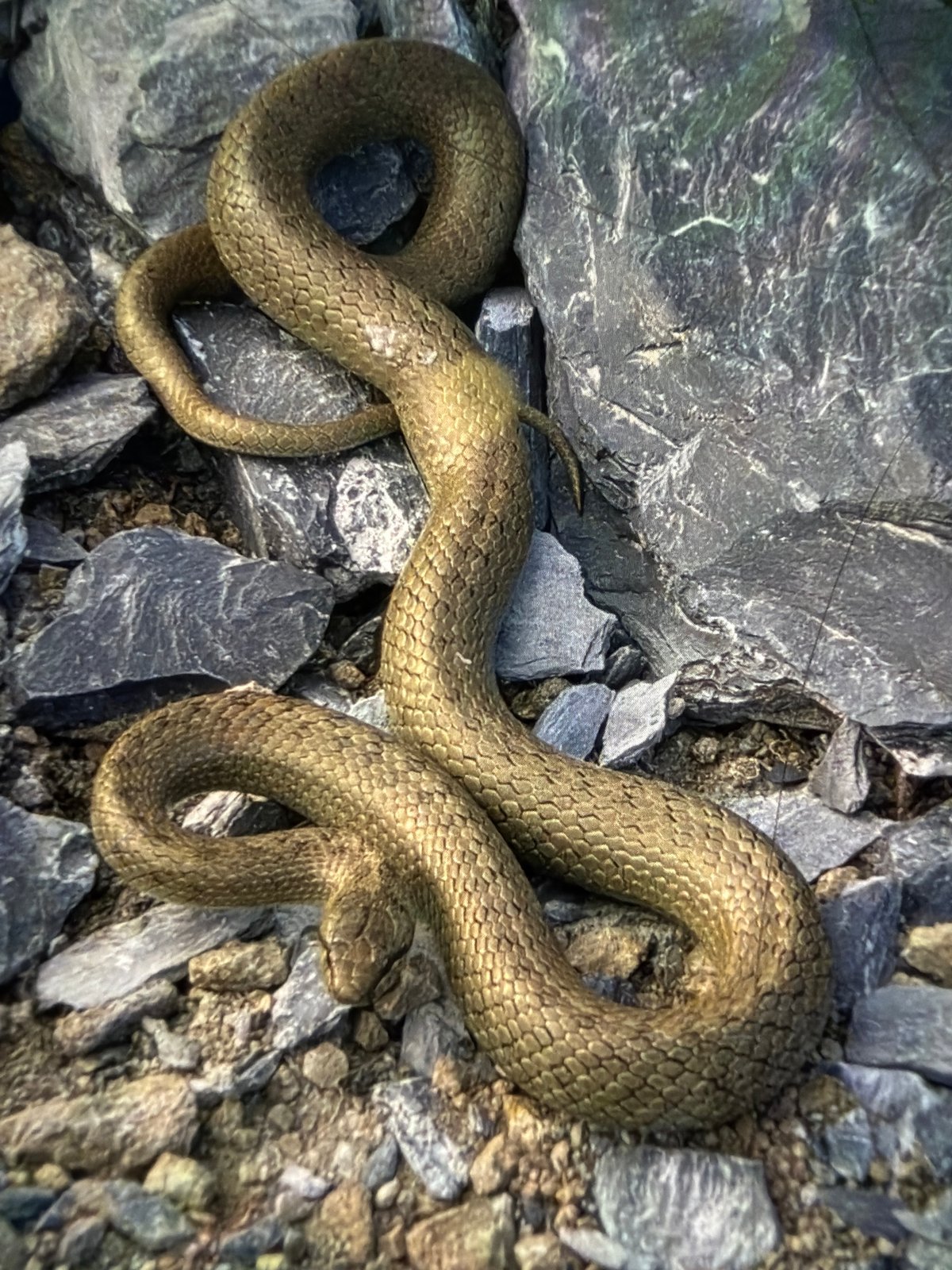 Mountain wildlife encounters and hiking activity documented across snowy terrain
