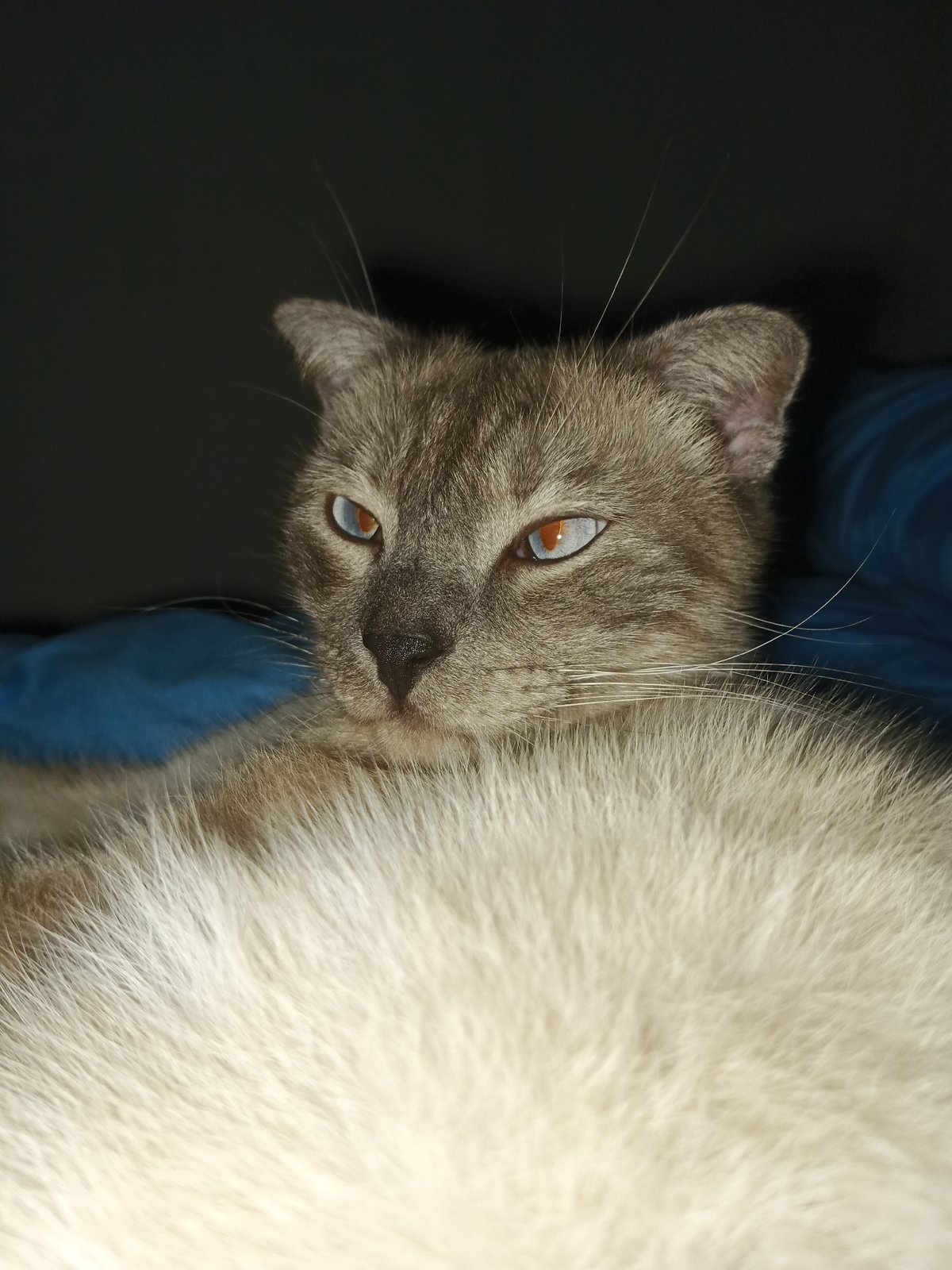 Cat with heterochromatic eyes spotted resting in Foki, Russia