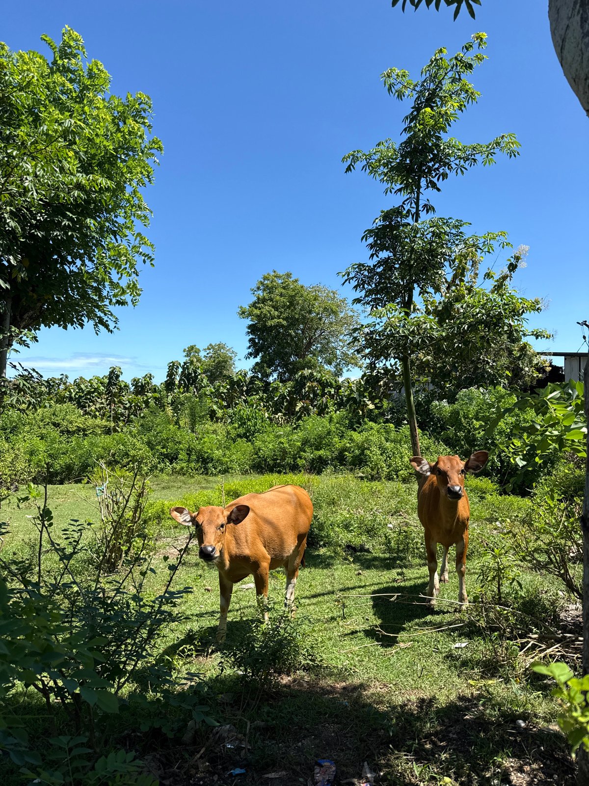 Cows graze in pastoral field in Kutuh, Indonesia