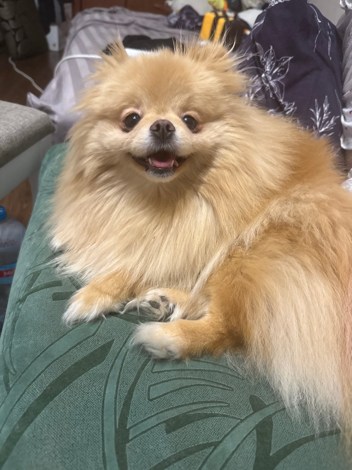 Pomeranian hangout session and apartment snapshots
