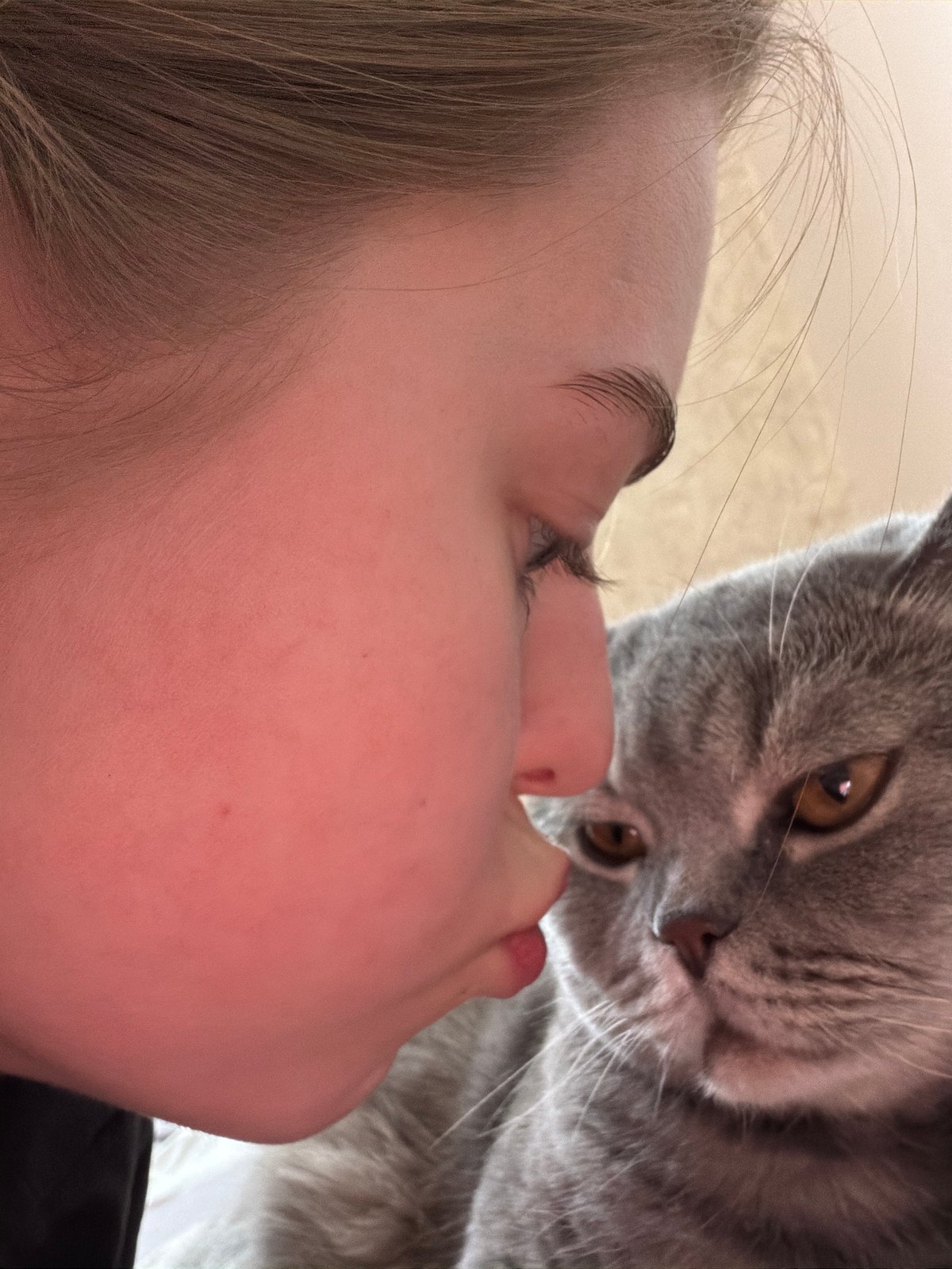 Cat owner documents afternoon playtime with British Shorthair in Perm