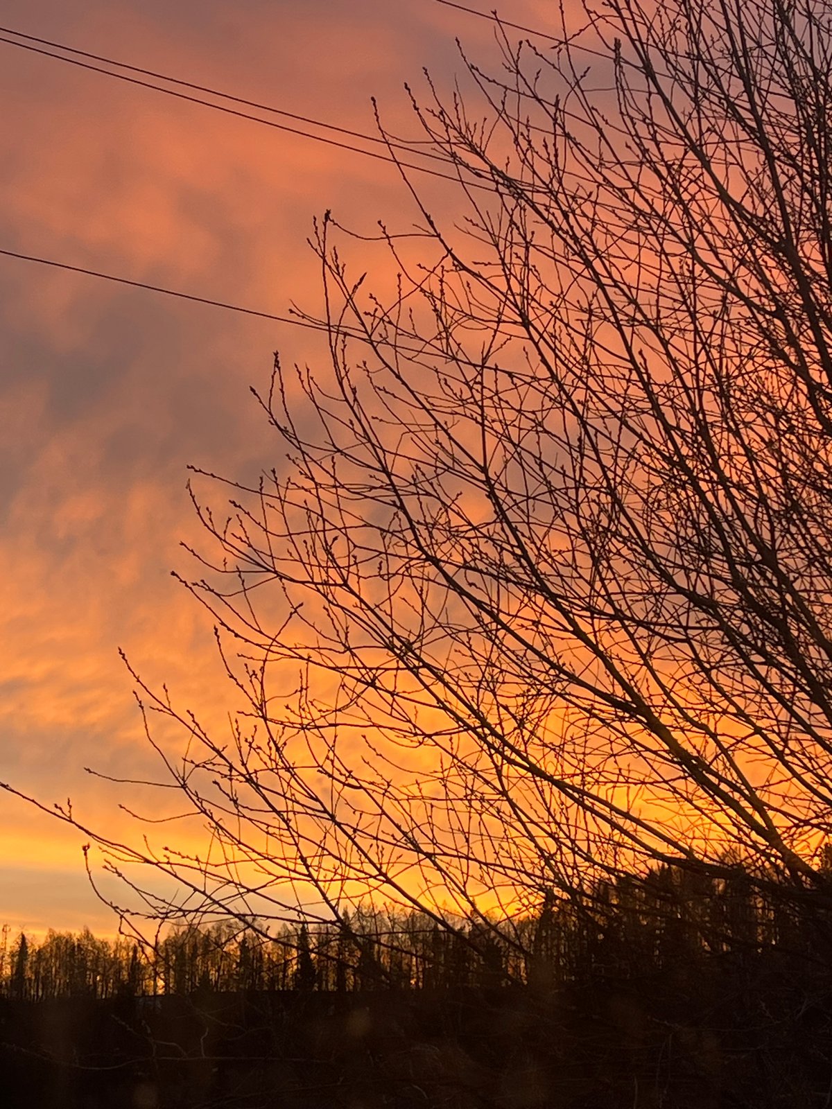 Sunset colors frame bare trees in Krasnoyarsk, Russia