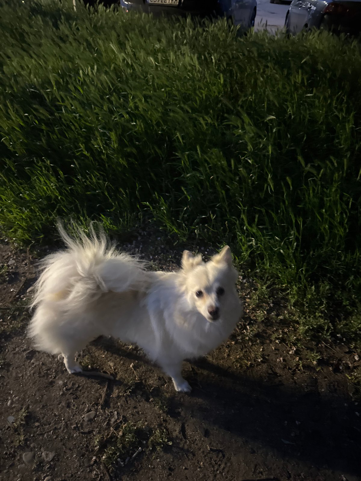 White dog spotted in urban evening setting