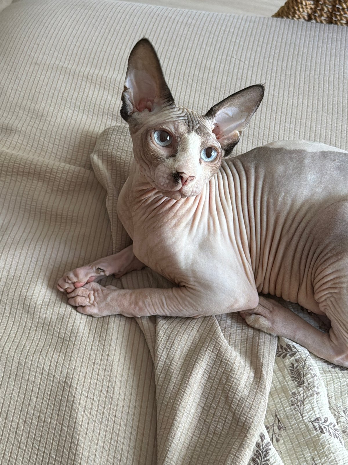 Sphynx cat lounging at home in Odesa