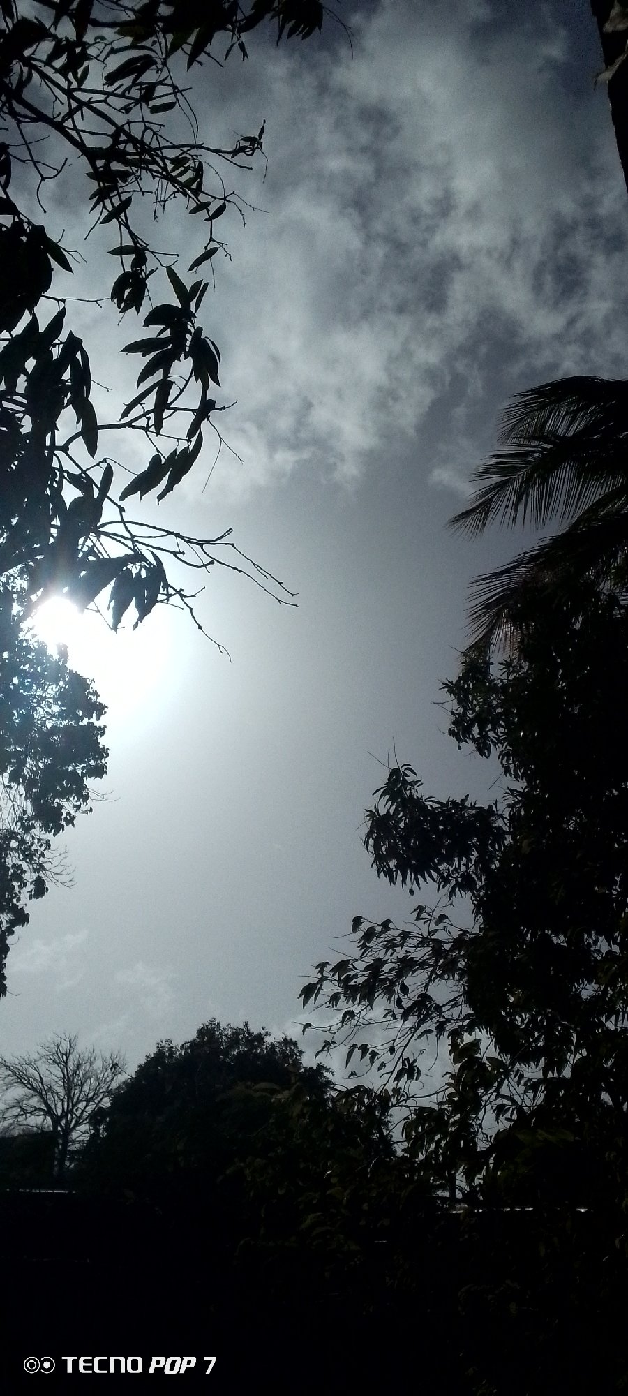 Observer documents trees and sky in Venezuela neighborhood