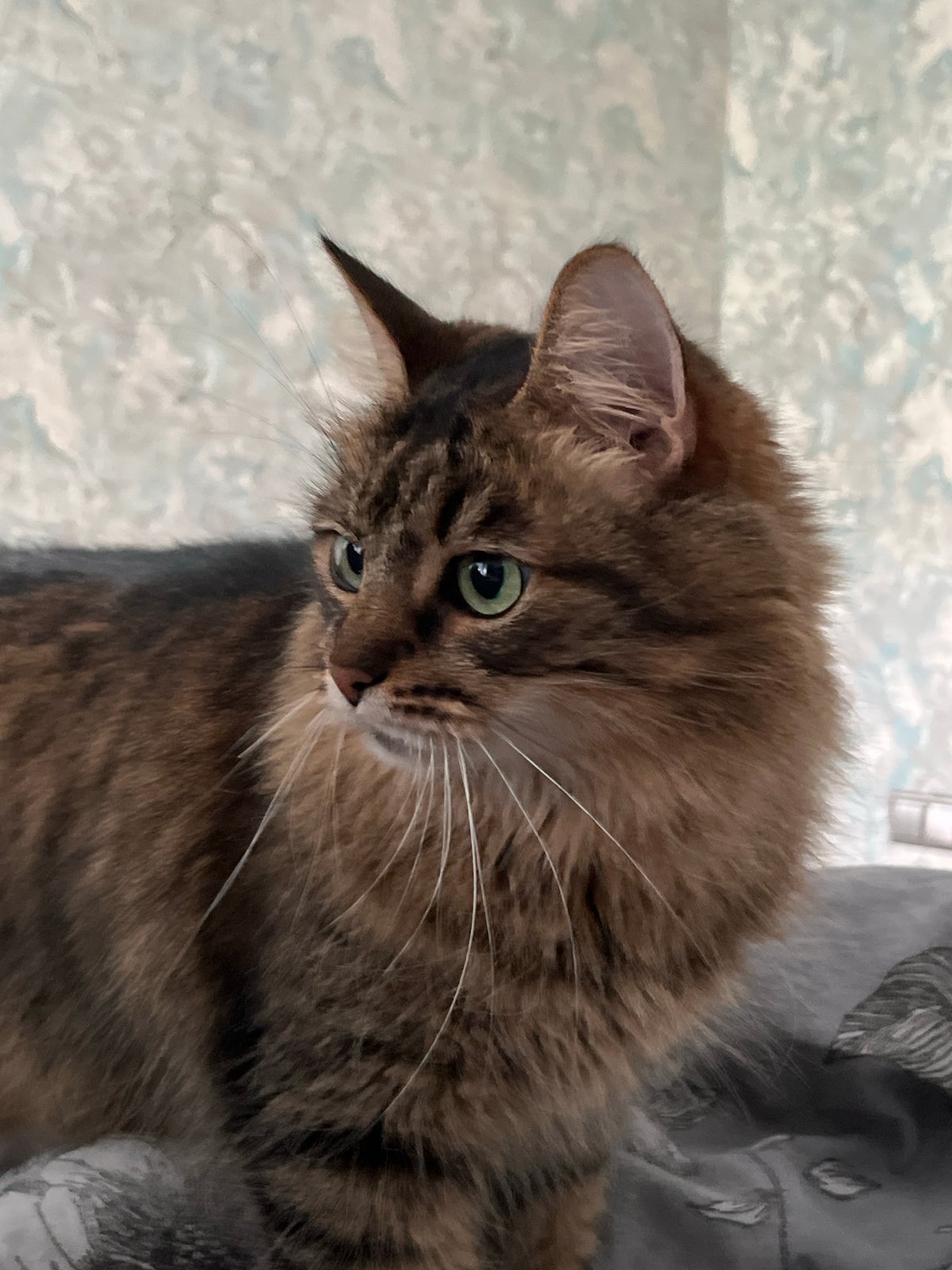 Tabby cat at home in Babruysk, with a glimpse of the living room