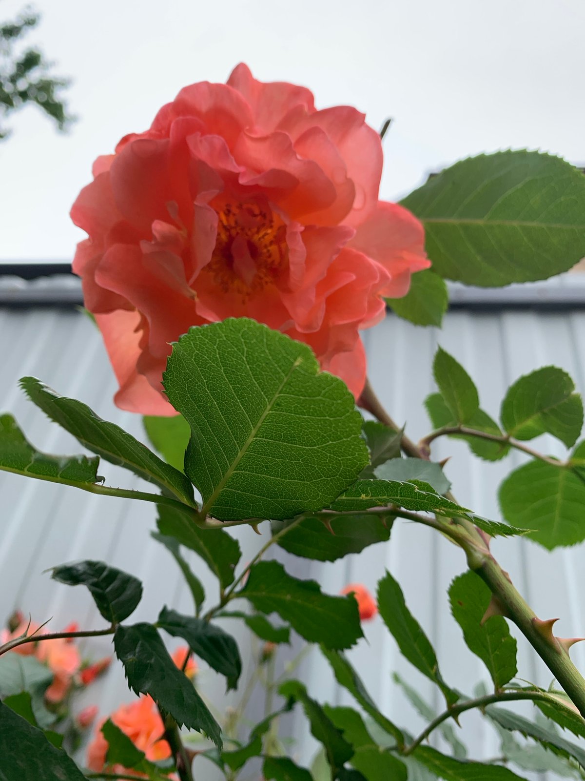 Garden Documentation: Roses, Plants, and Flowers Captured Over Hour