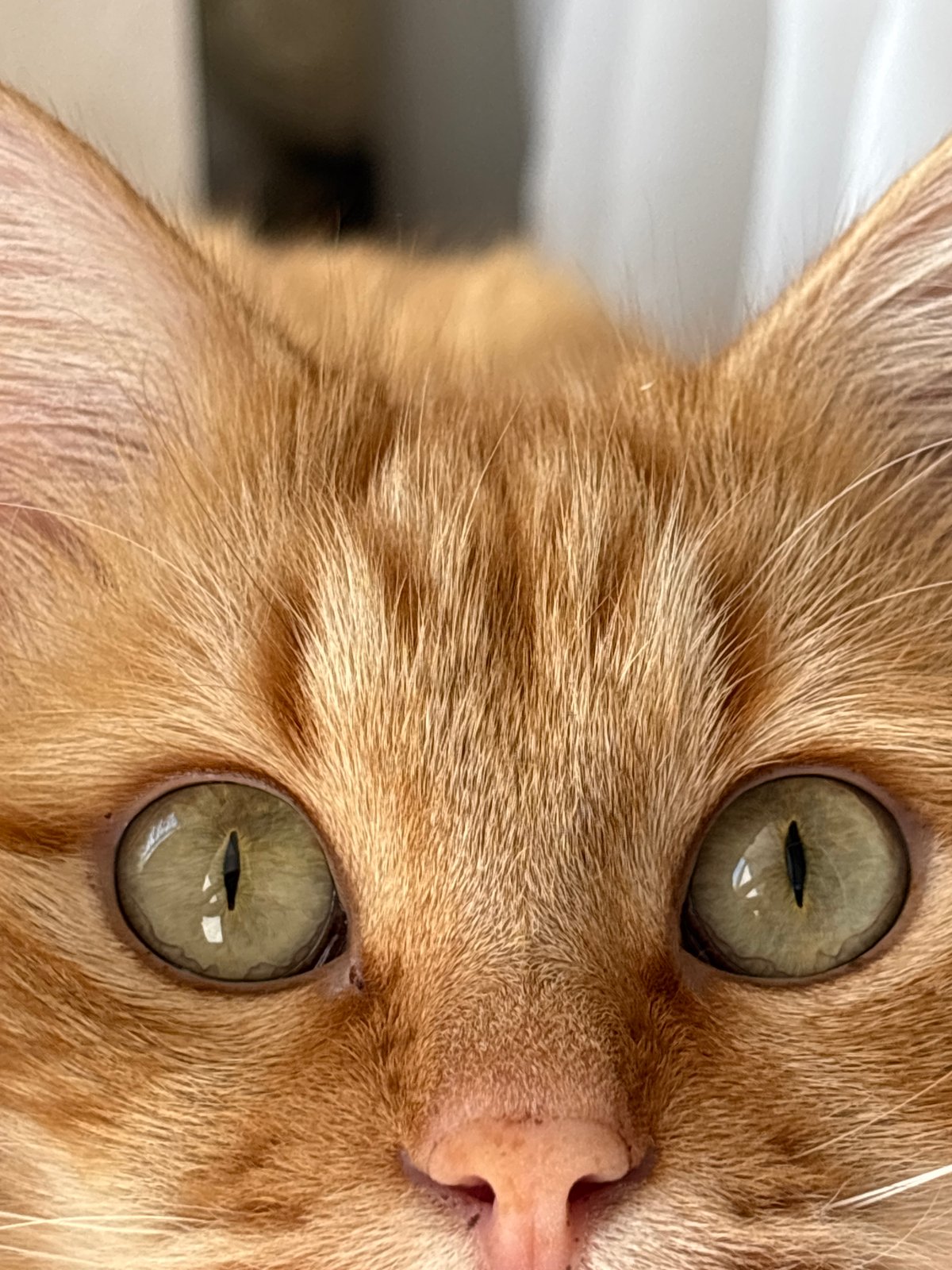 Close-up of an orange cat's face in Krasnodar