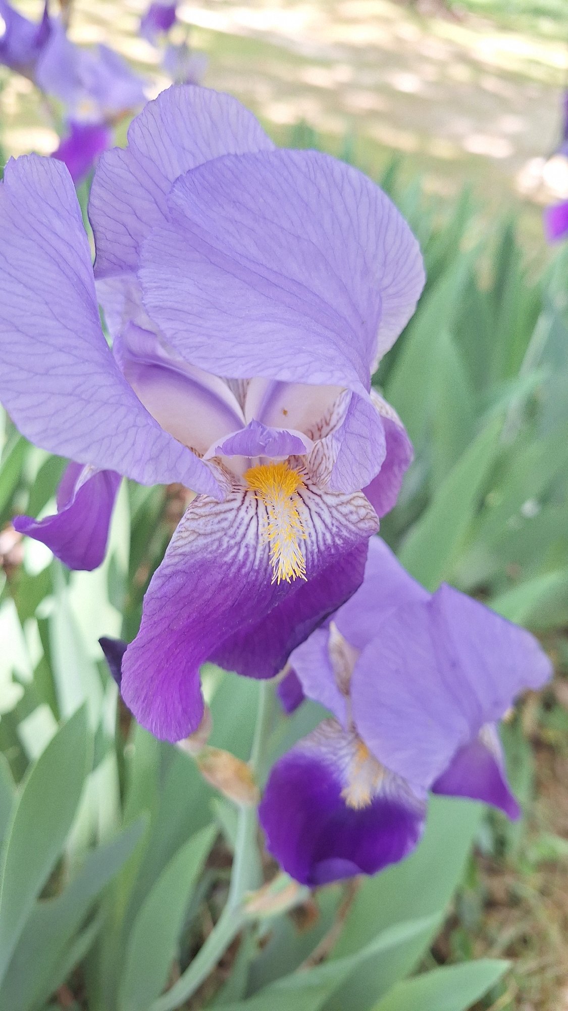 Spring morning observations captured in Greek municipal unit