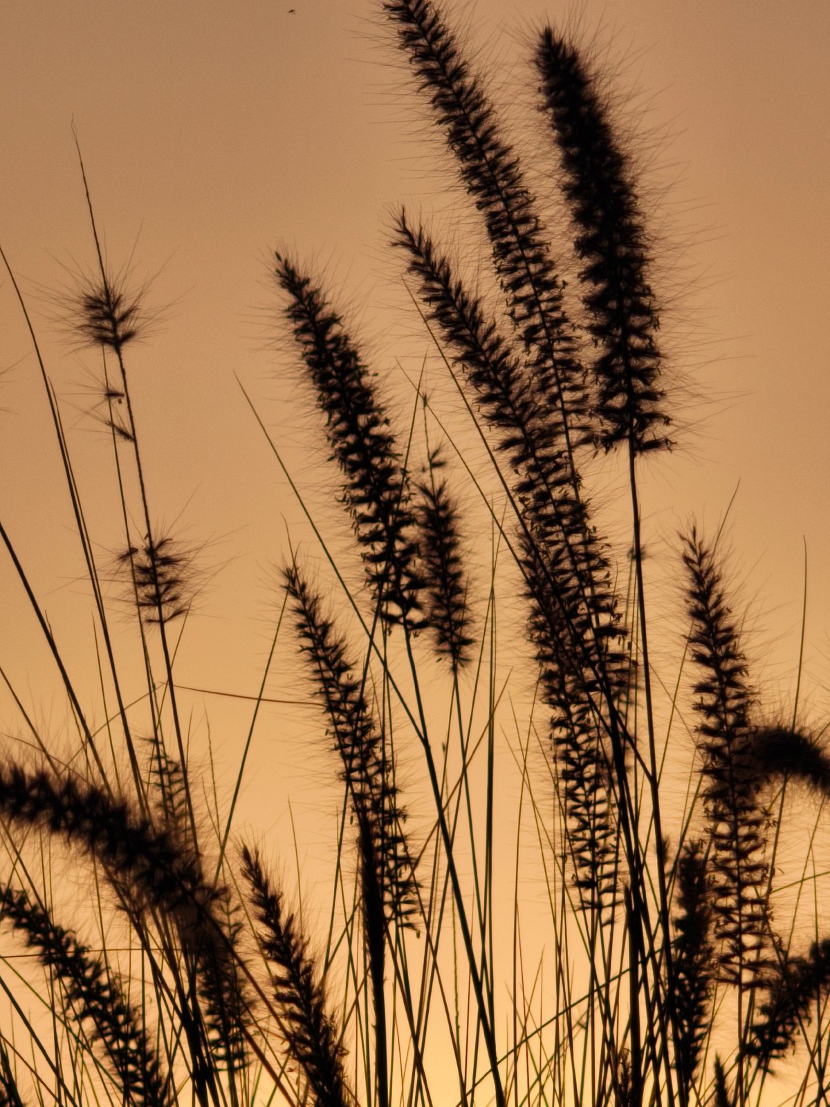 Dawn dog walk documented in rural Israel countryside
