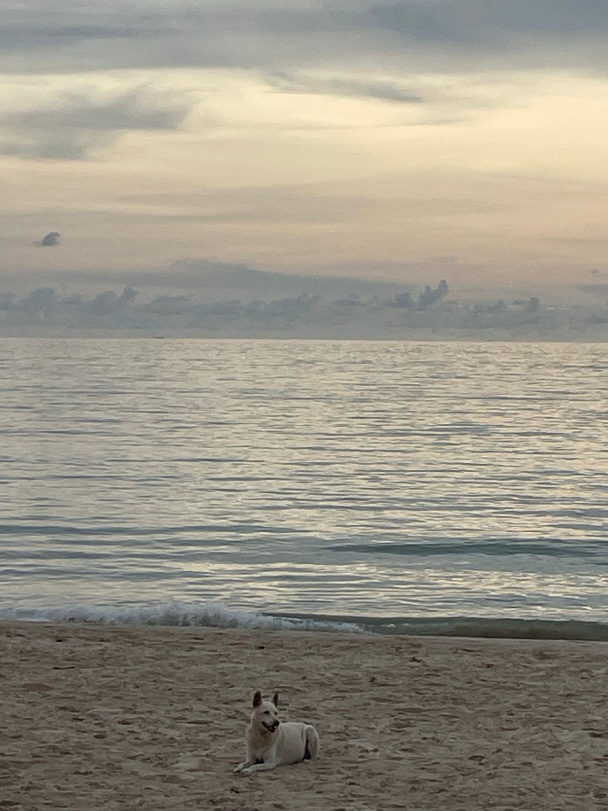 Animals and beachgoers share morning hours at Choeng Thale