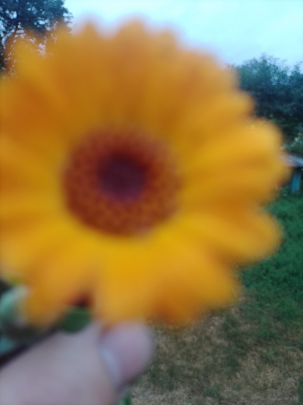 Summer garden life in Ustyvytsia: flowers, vegetables, and a rooster