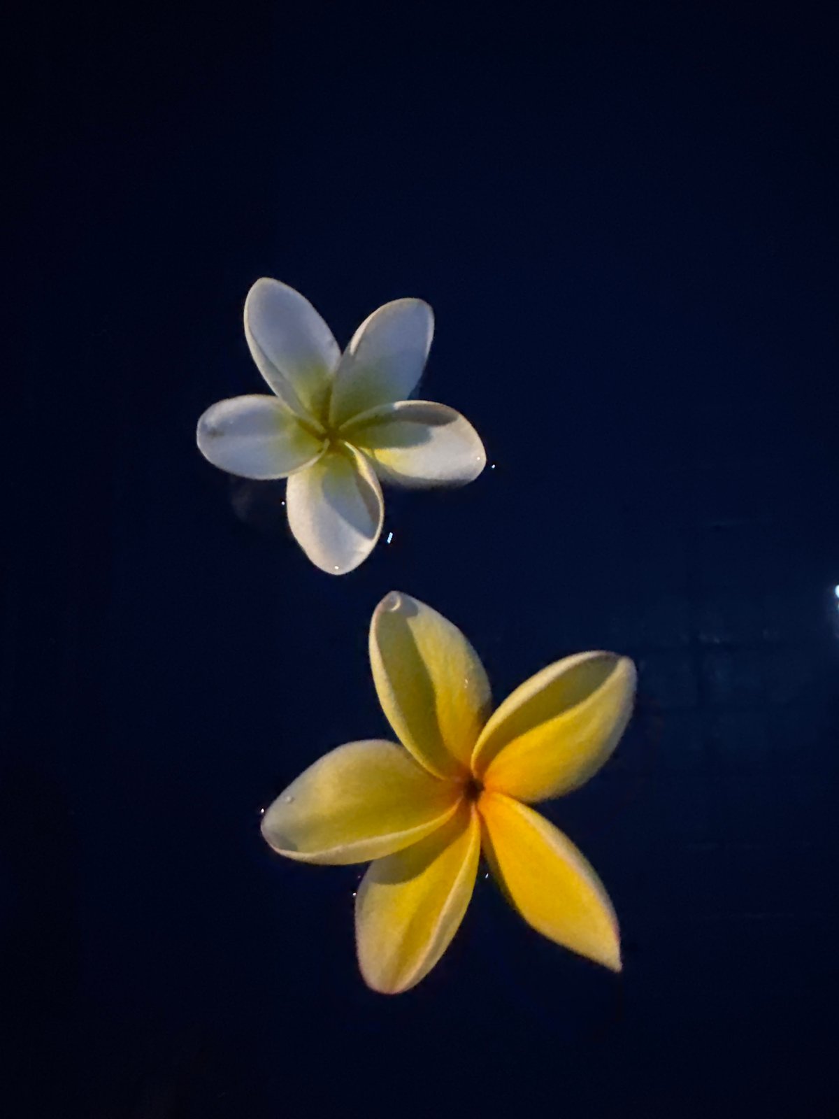 A quiet night at a Denpasar residence, flora and fauna included
