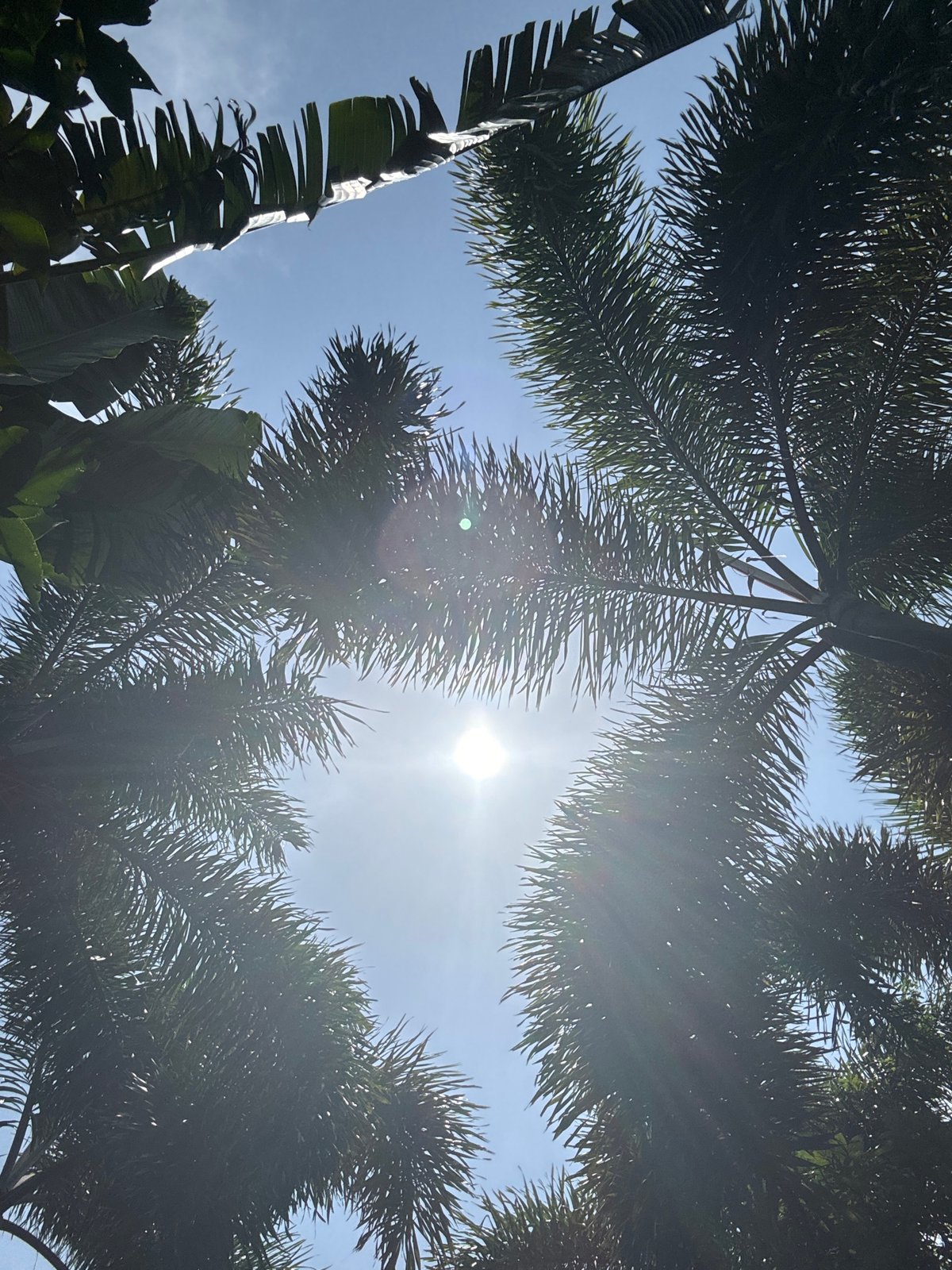 Tropical park scenes in Yingzhou: fountain, palms, and a swim