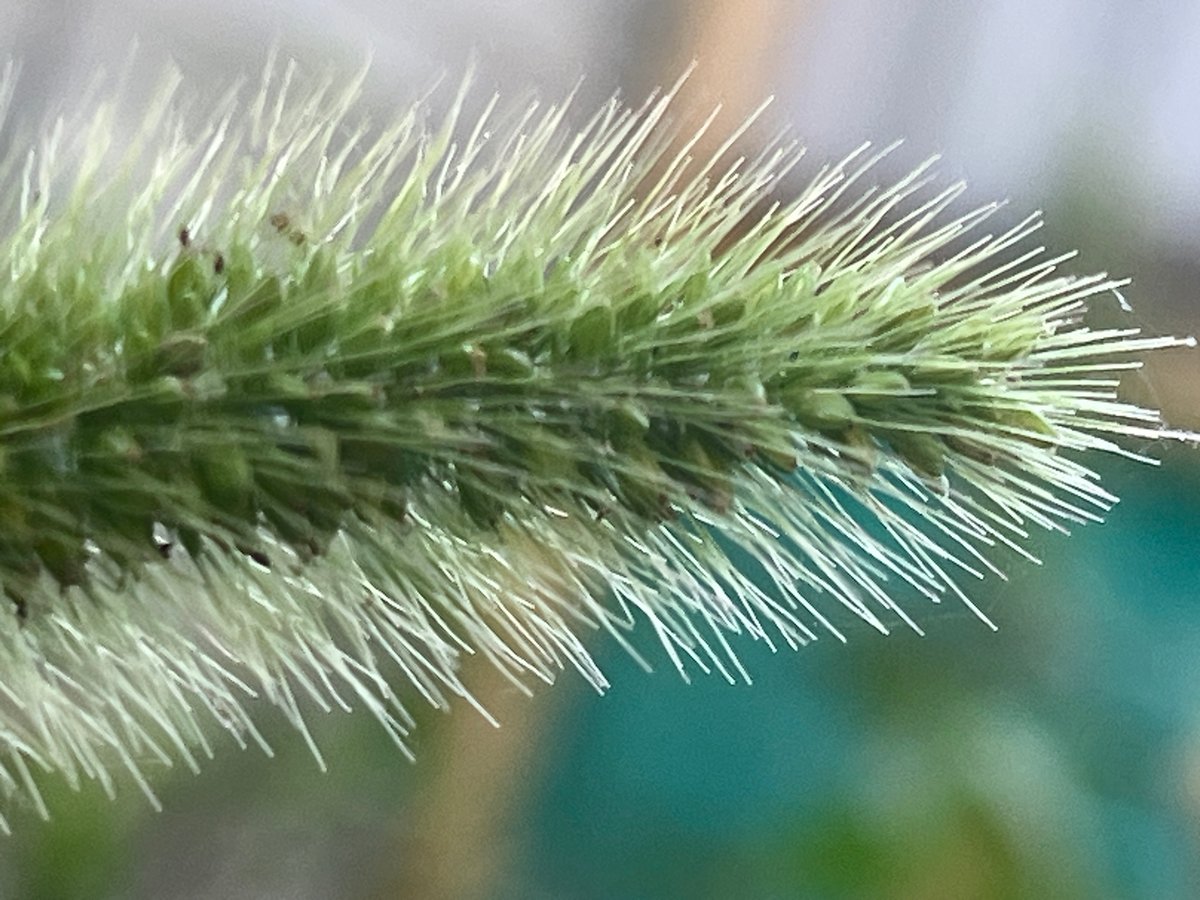Cats, dogs, plants, and spiders on a quiet Russian summer morning