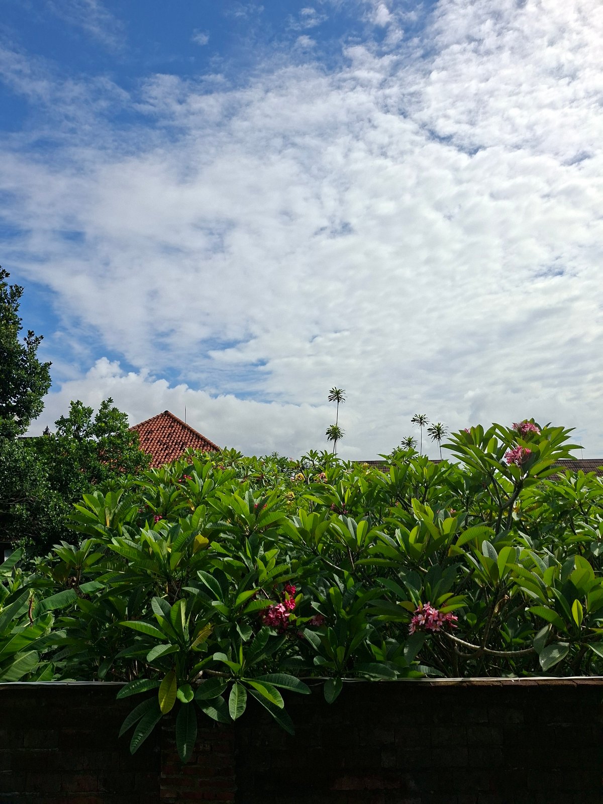 Plumeria flowers bloom under cloudy skies in Denpasar