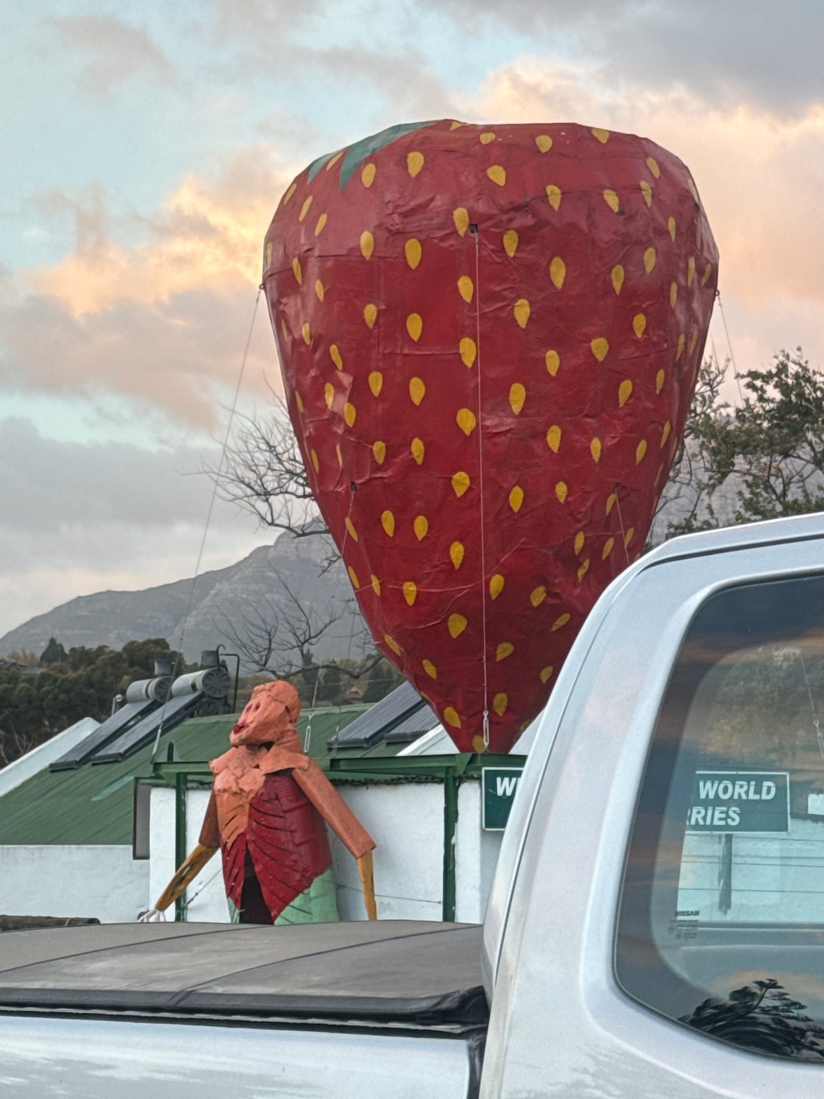 Red strawberry balloon spotted tethered in Stellenbosch