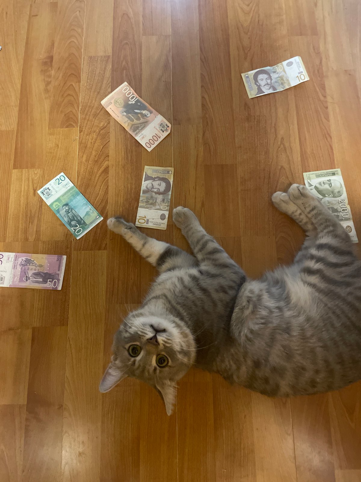 Gray tabby cat spotted in multiple rooms of Novi Sad home