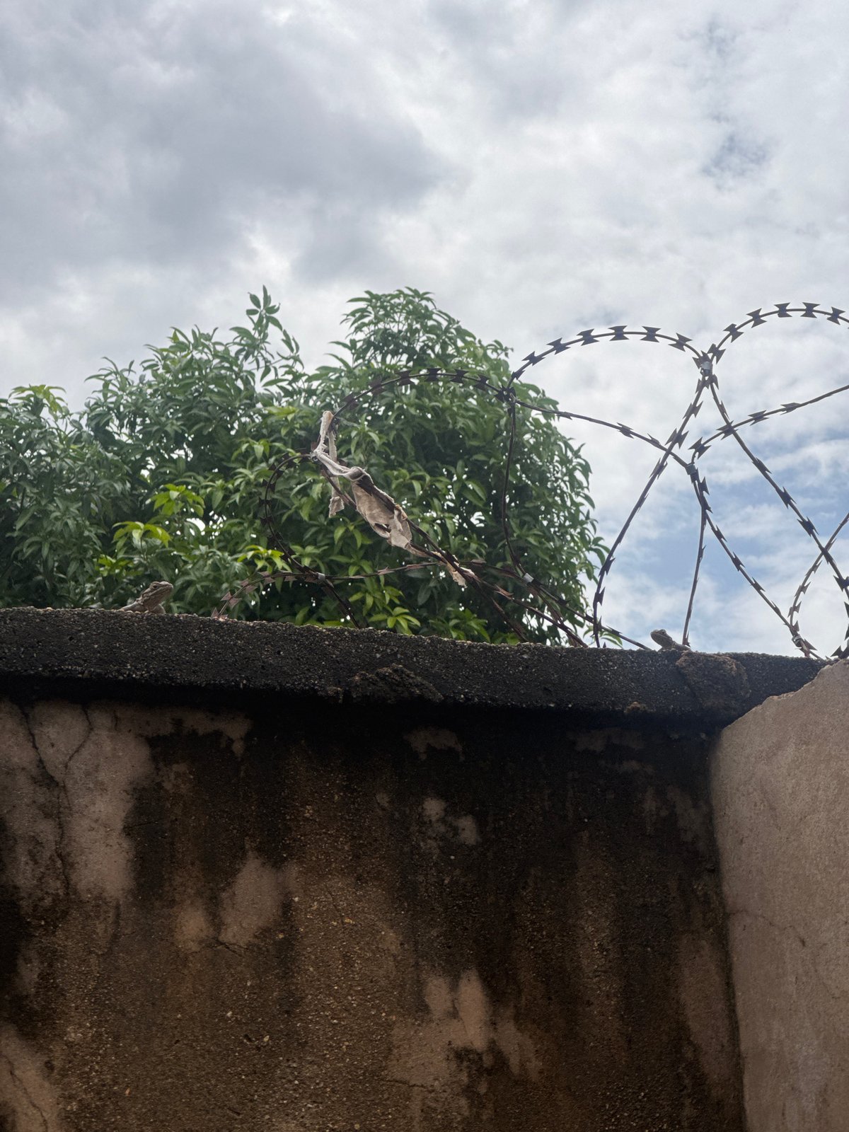 Street scenes, lizards, barbed wire, and a candid phone message