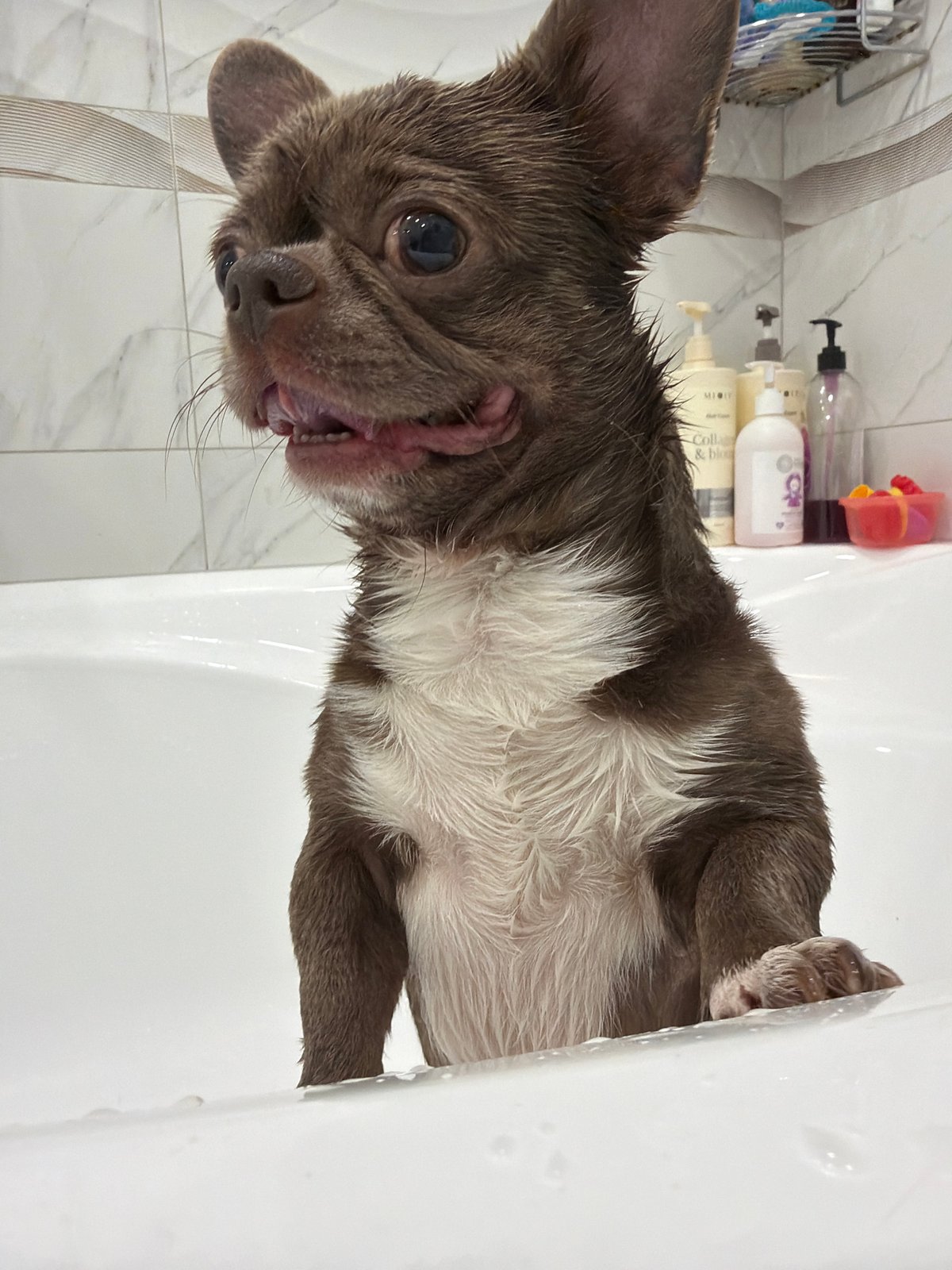 Small dog bath captured in multiple photos in Votkinsk