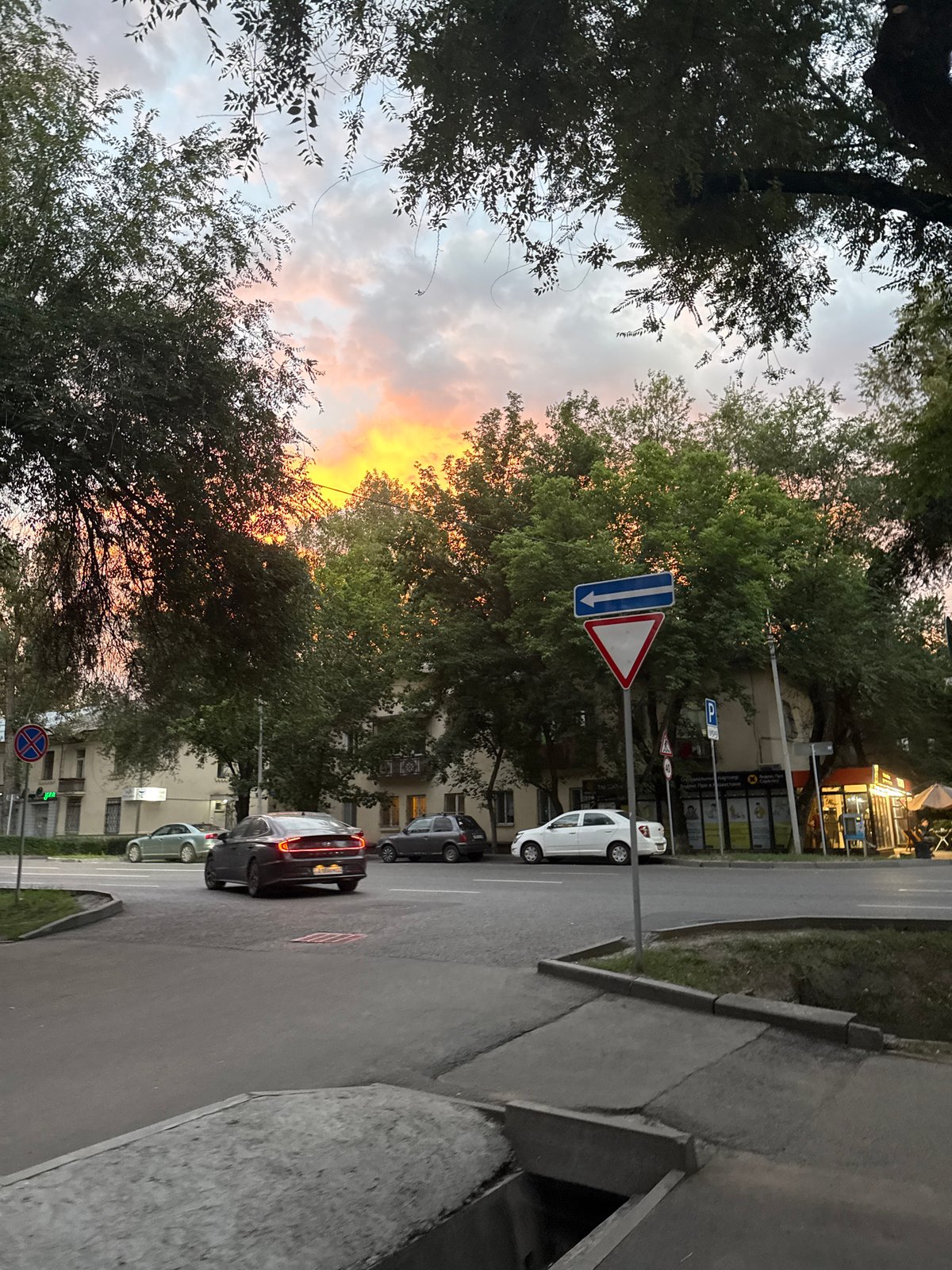 Almaty intersection at golden hour, traffic turning under a tree