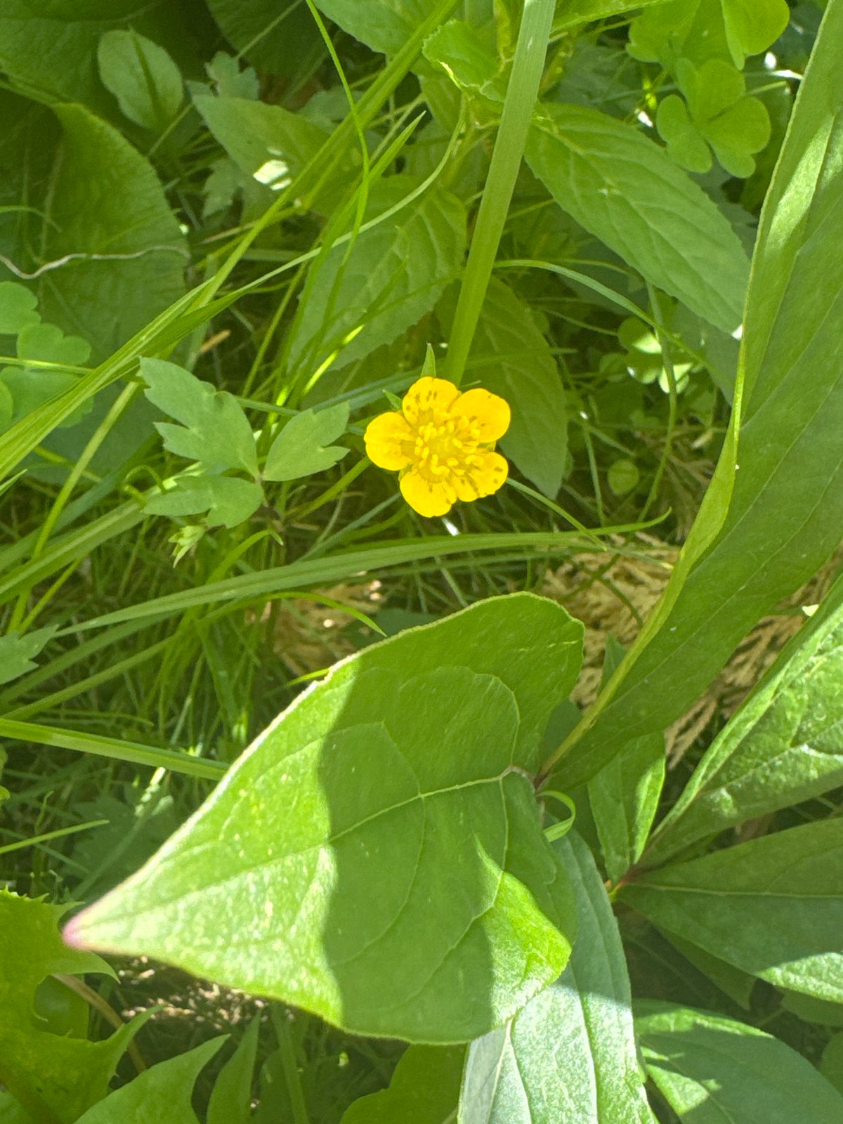 Close-up nature details and quiet indoor moments in Berezhany