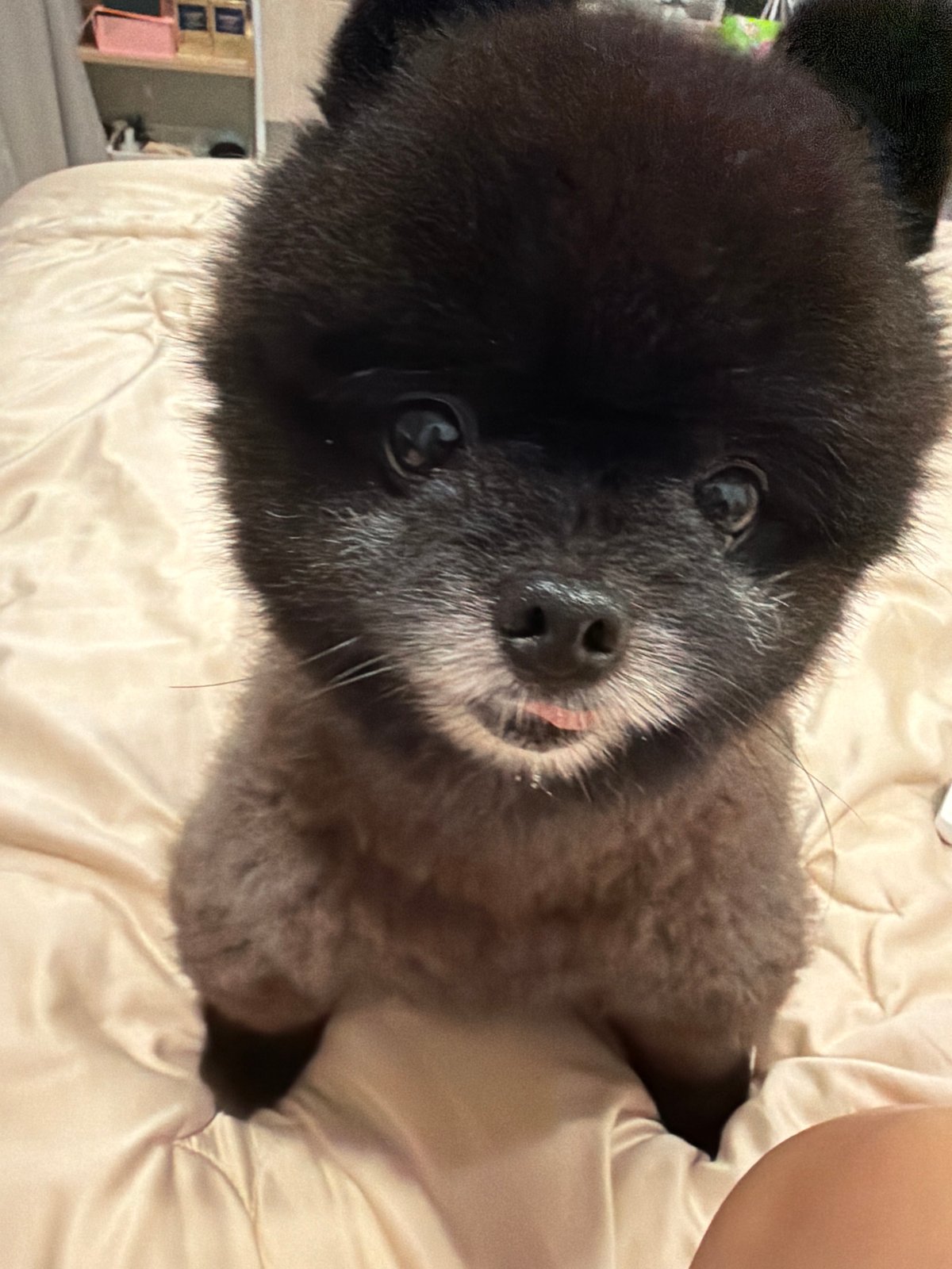 Aging Pomeranian lounges on a bed in Kathu