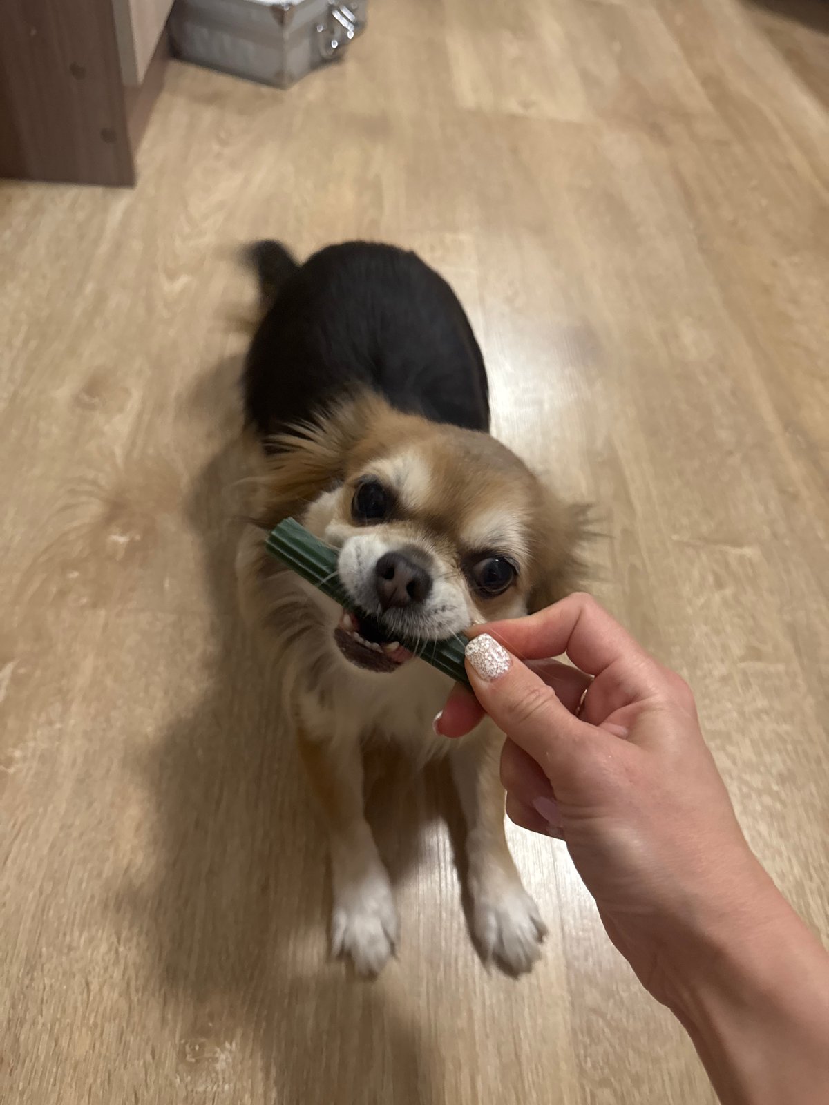 Small dog plays indoors during evening in Saint Petersburg