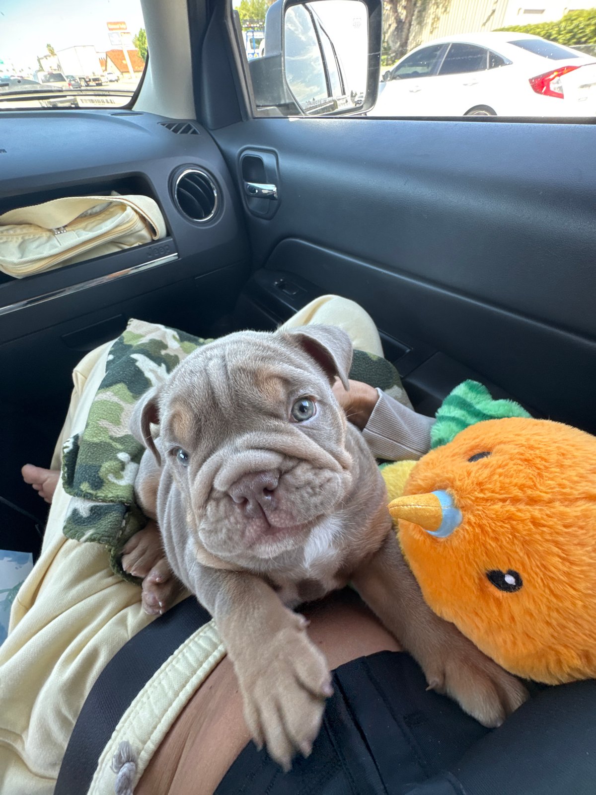 Bulldog puppy rests with stuffed toy in Ontario car