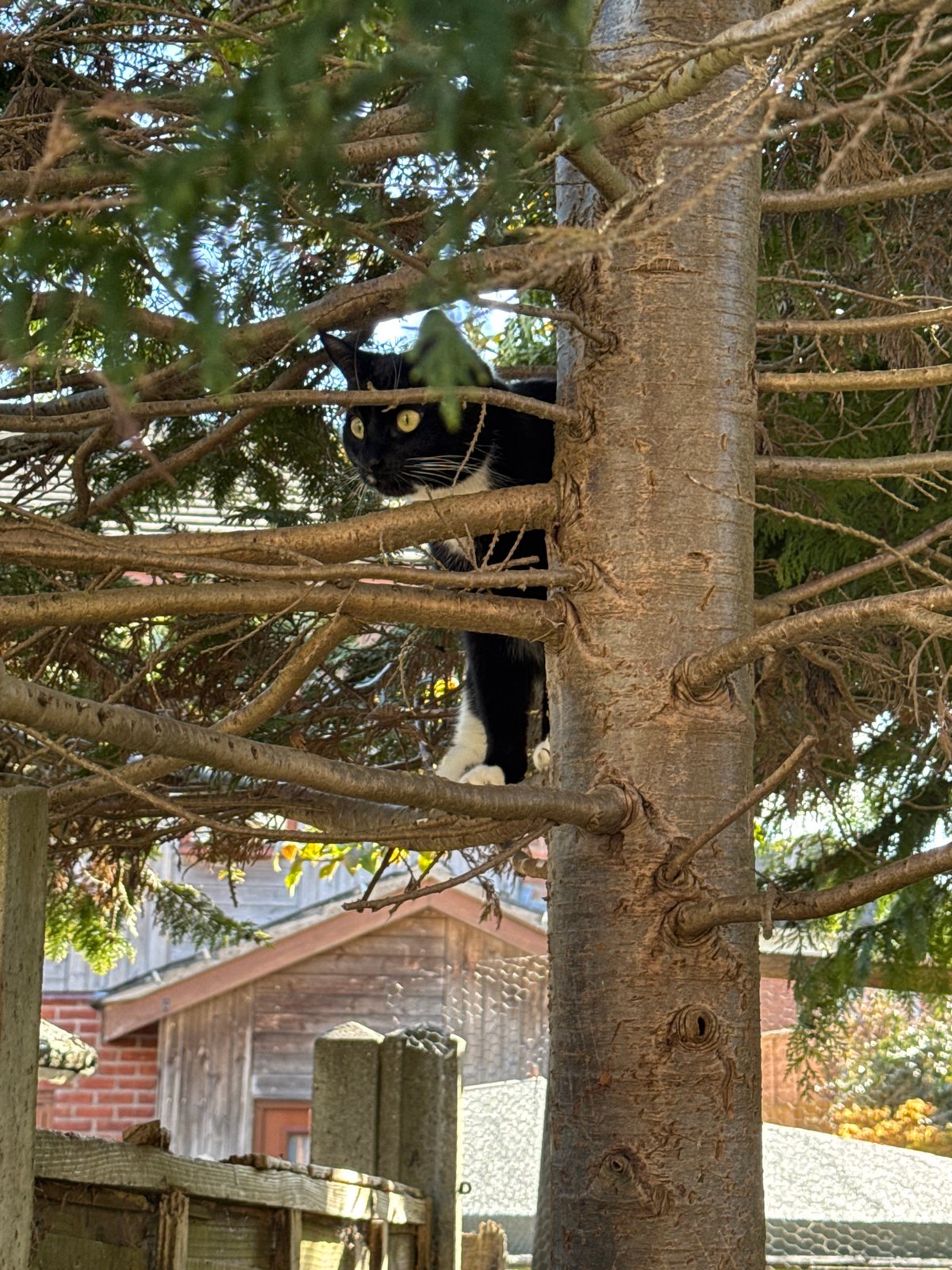 Desborough resident documents tabby cat through afternoon photo session