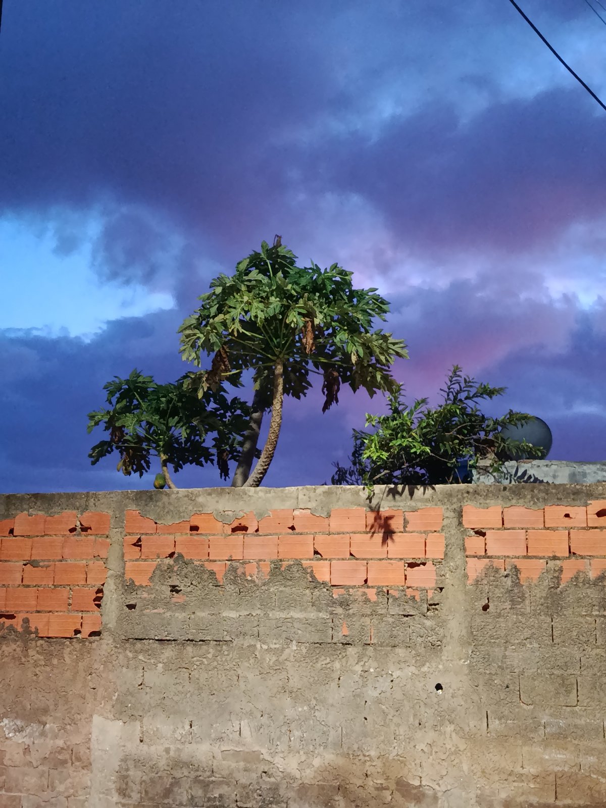 Evening twilight scenes and neighborhood dog documented in Juan Griego