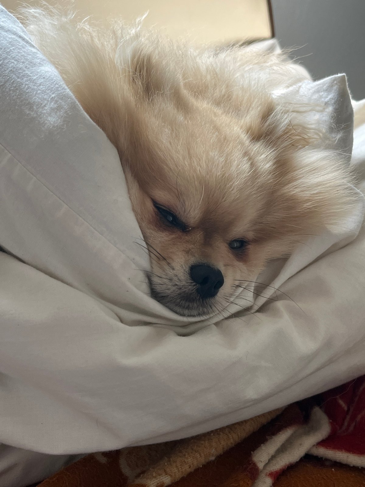 Fluffy Dog Spotted Napping in Bed Among Colorful Blankets
