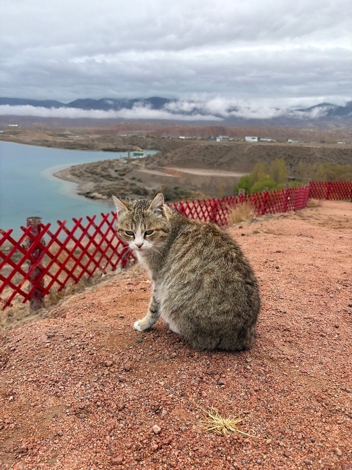 Tabby cat spotted near red fence in Tong, Kyrgyzstan
