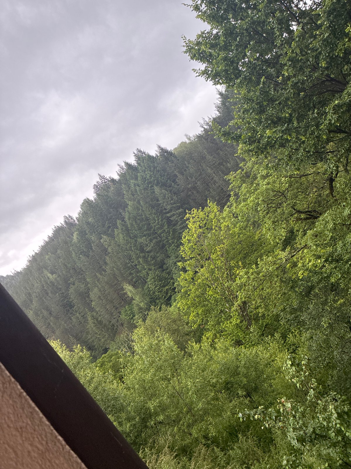 Overcast forest scene documented in Smolyan, Bulgaria mountains