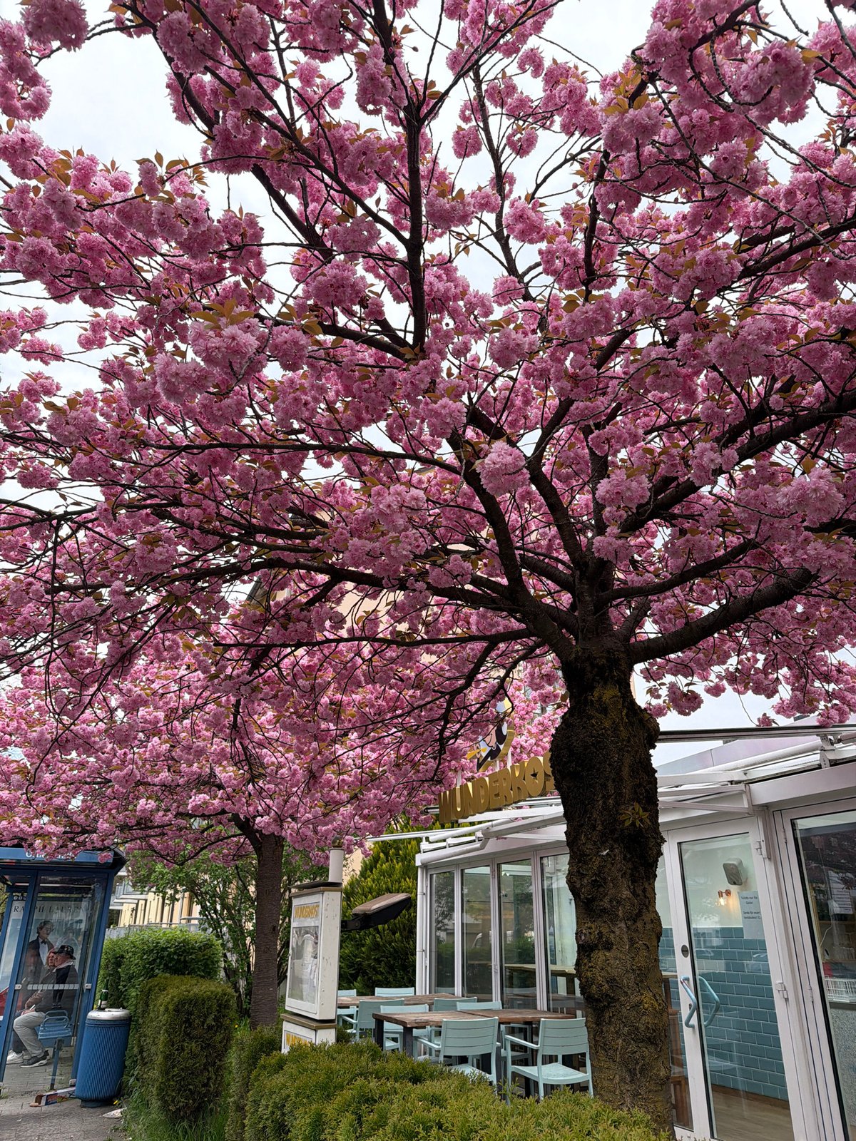Cherry blossoms bloom in Munich amid modern architecture