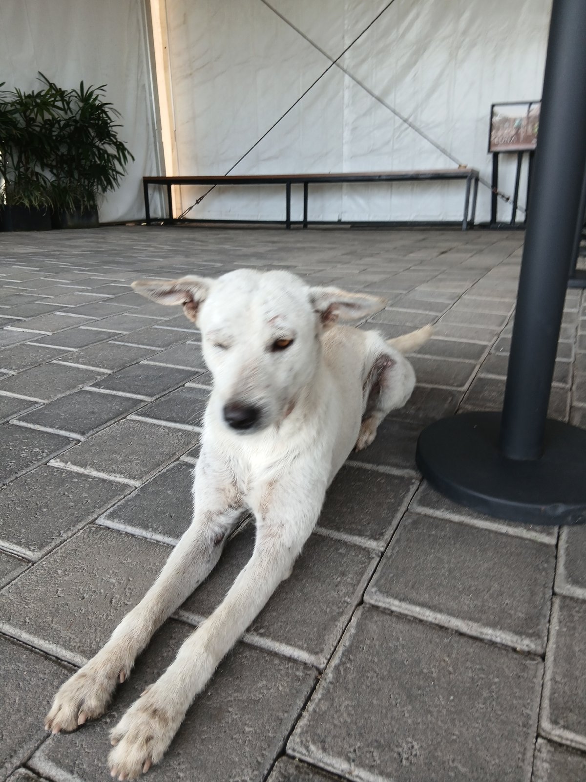 Two dogs lounge and wander a paved venue in Mengwi