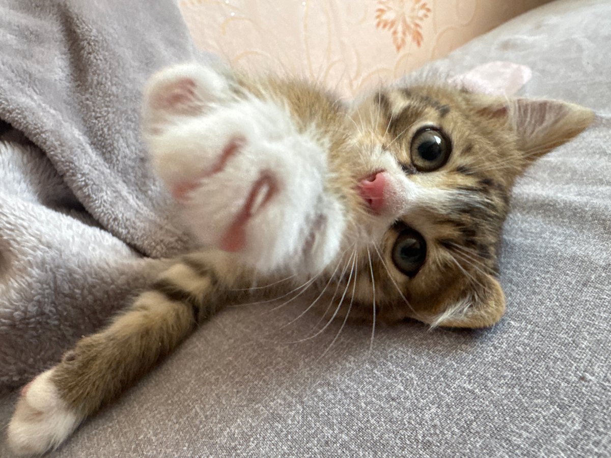 Tabby kitten lounging on a gray blanket, multiple angles