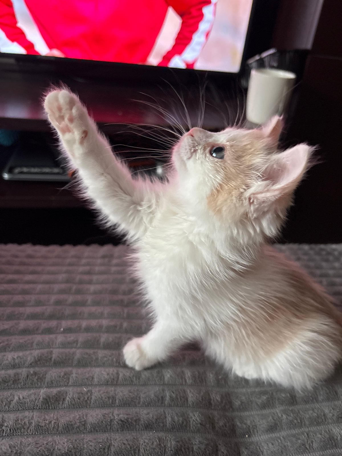 Person cuddles kitten, cat paws at TV in Perm