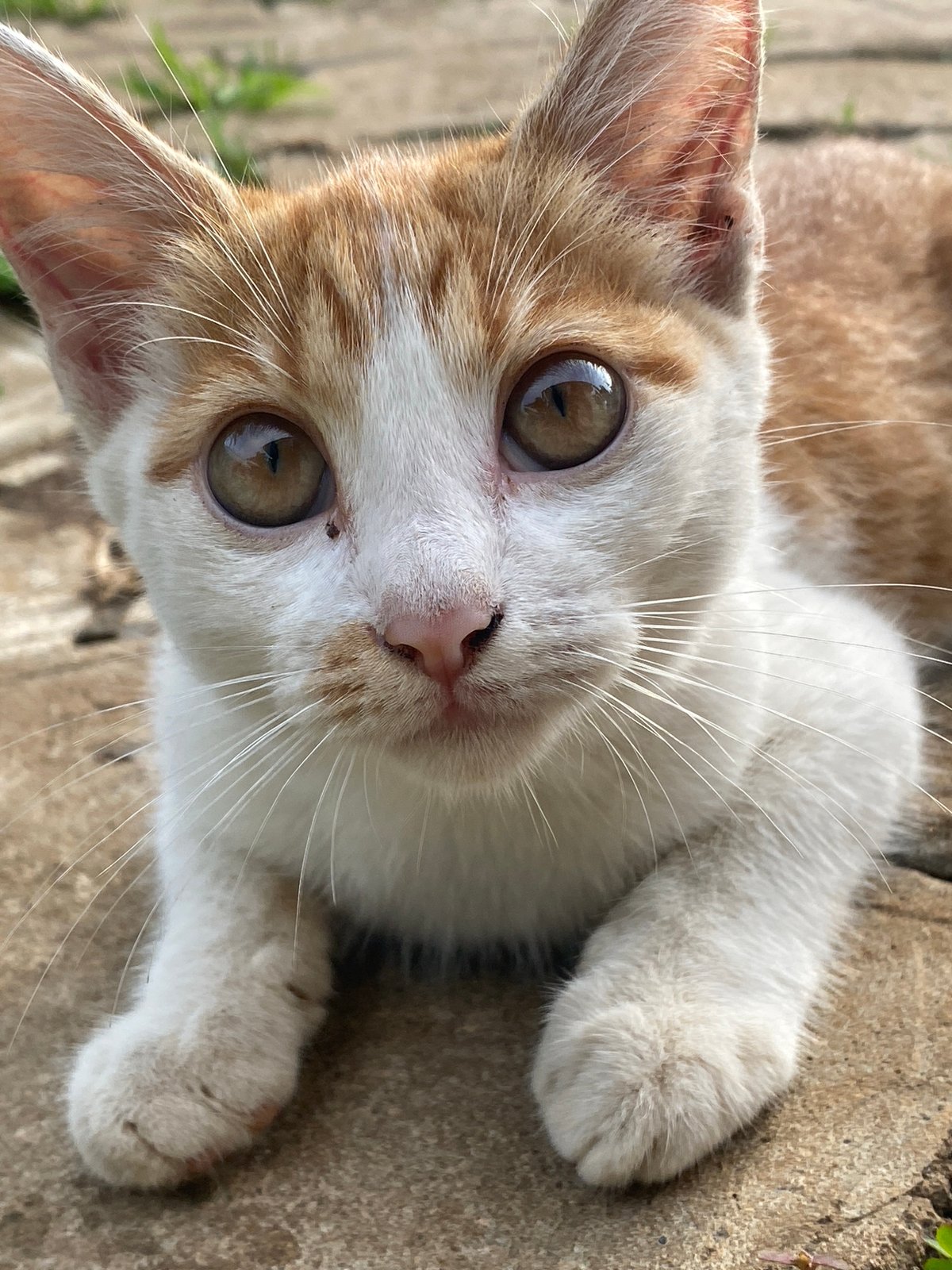 Orange tabby cat spotted multiple times across Maigizo, Nigeria