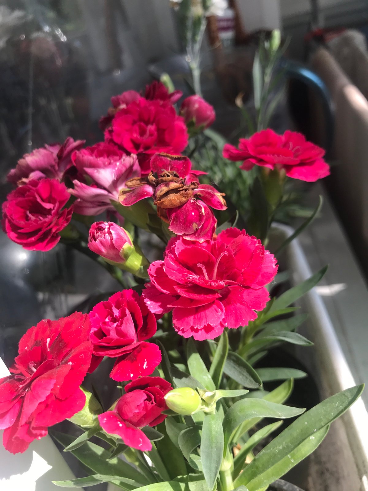 Blooming carnations and petunias captured in morning flower display