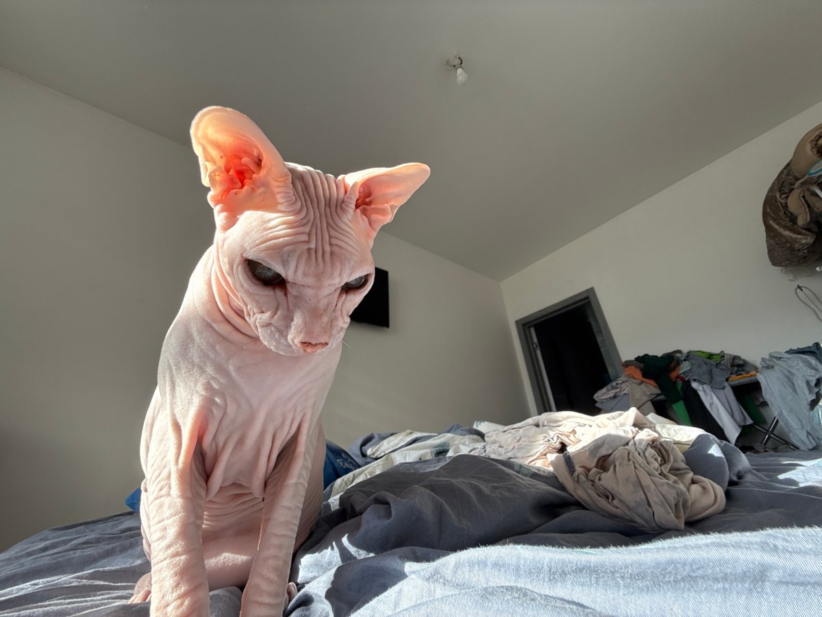 Sphynx cat photographed in bedroom during morning in Krasnoyarsk