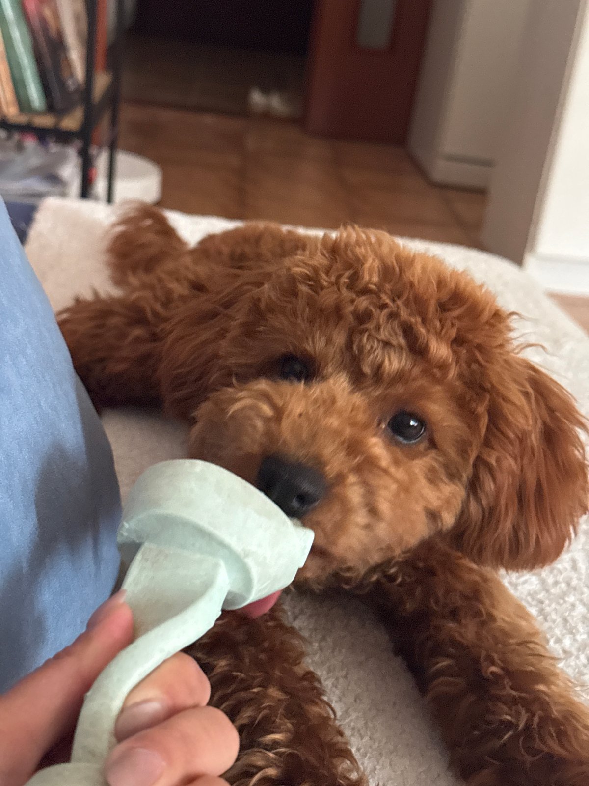 Poodle plays with chew toy in Sutomore Montenegro