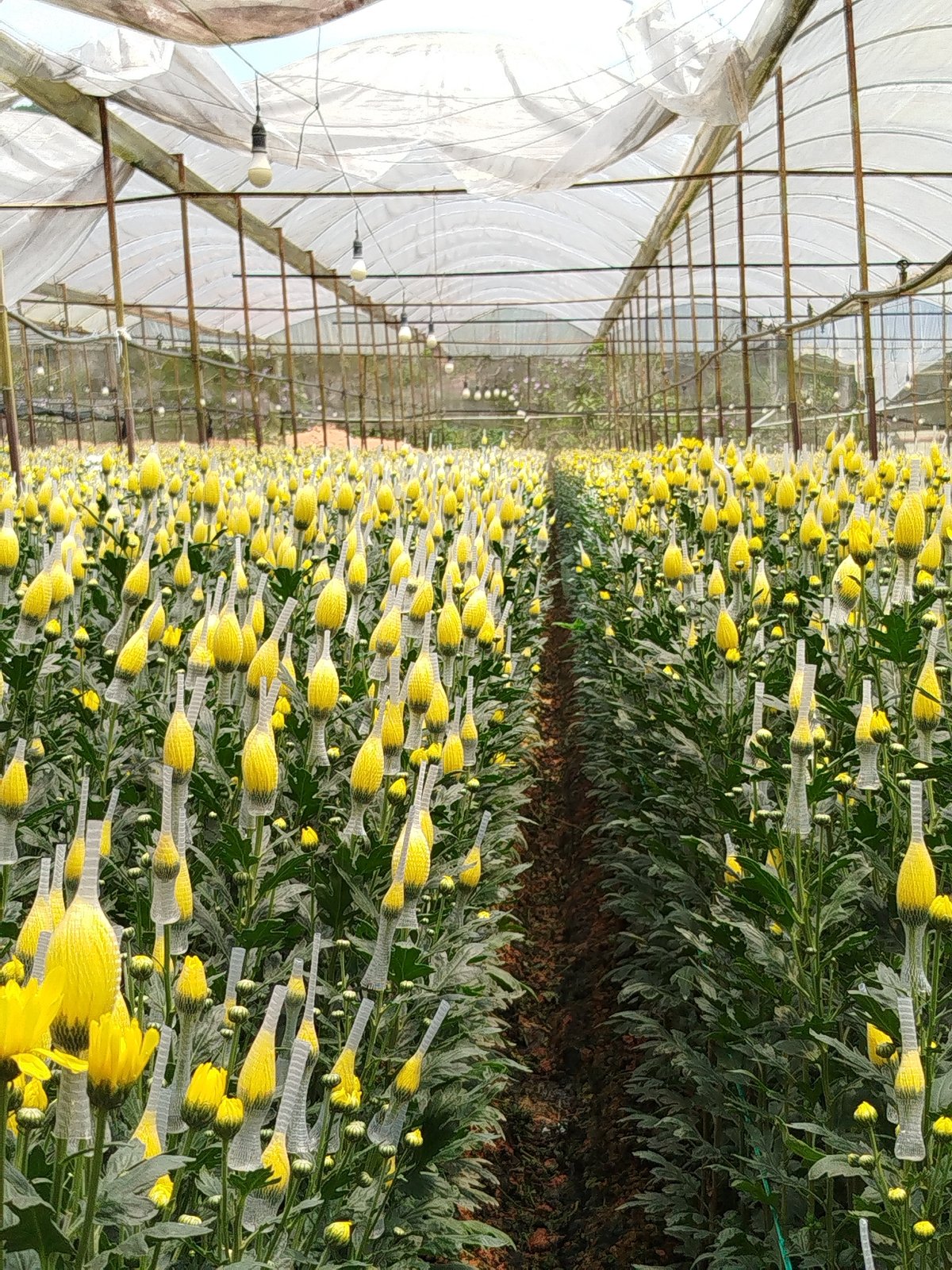 Yellow chrysanthemums bloom in greenhouse rows in Vietnam