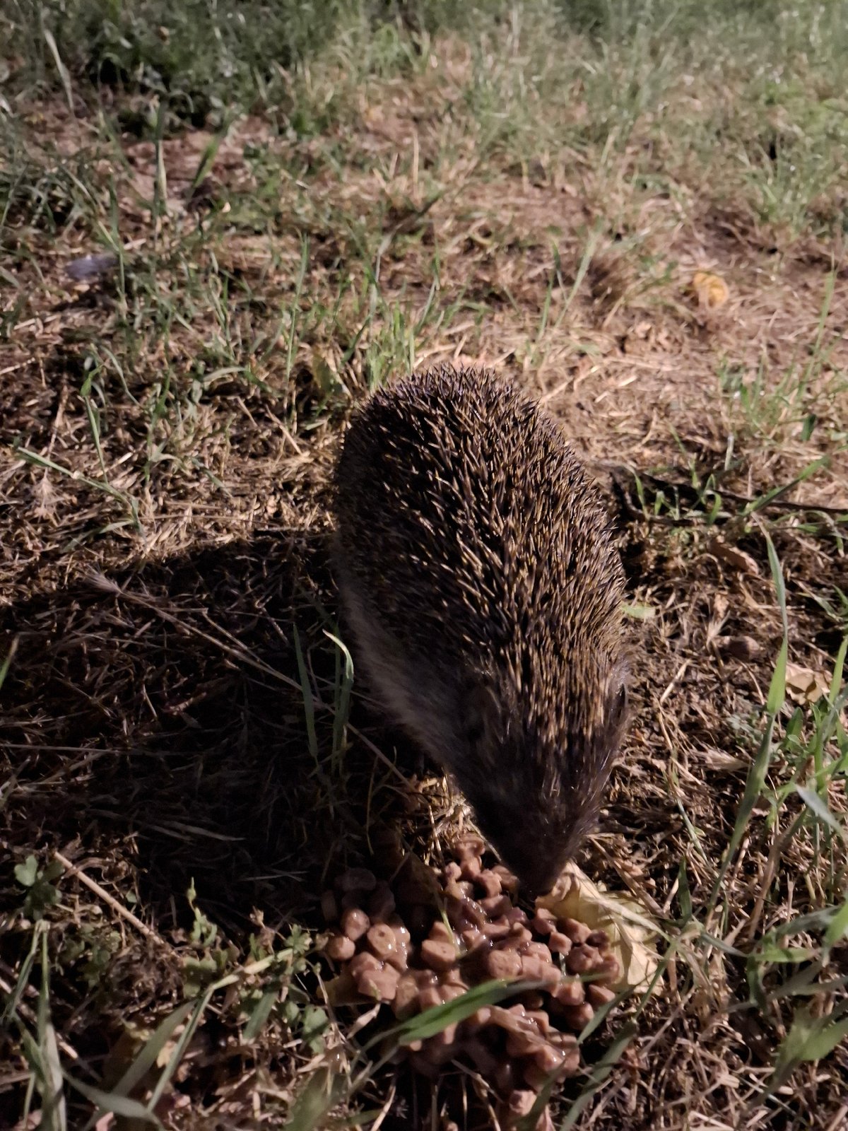 Hedgehog feeds on pet food in Serbian urban area