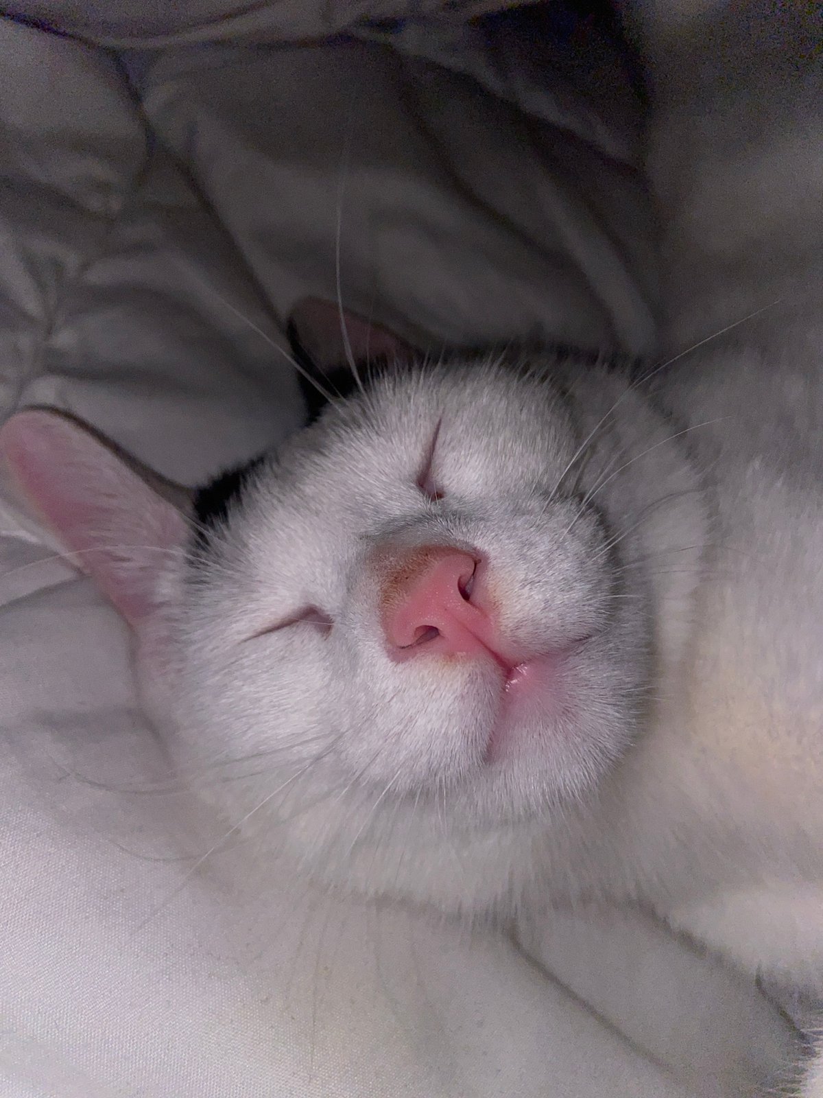 Domestic cat and home interior documented in Ivano-Frankivsk