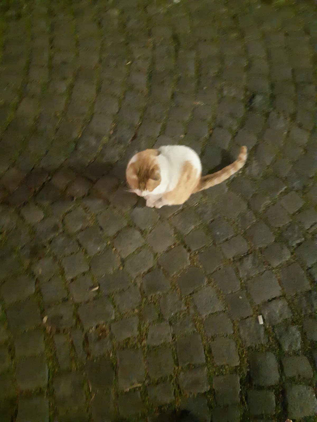 Orange cat spotted on cobblestone street in Plovdiv, Bulgaria