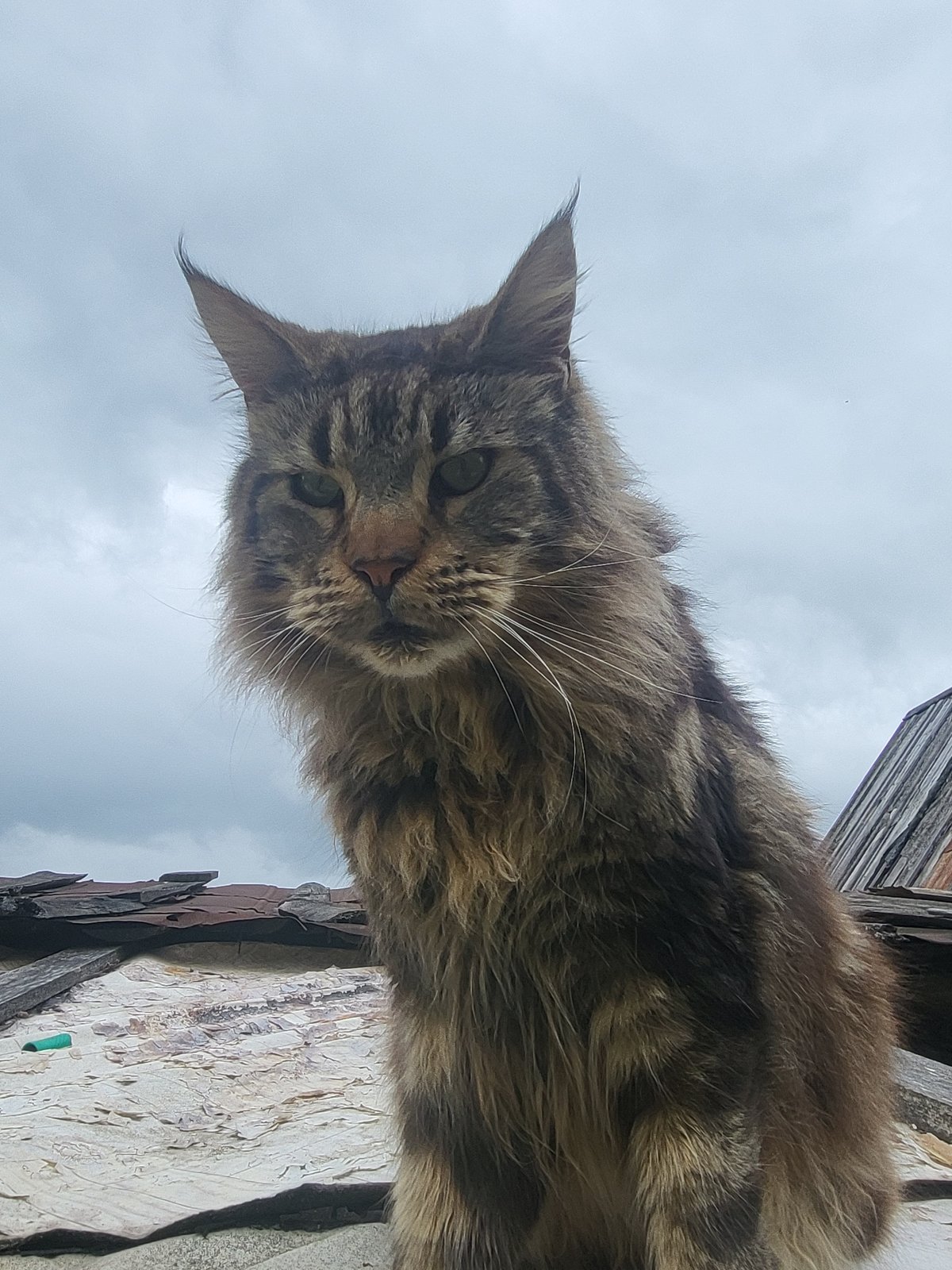 Woman poses with large tabby cat in Russian village