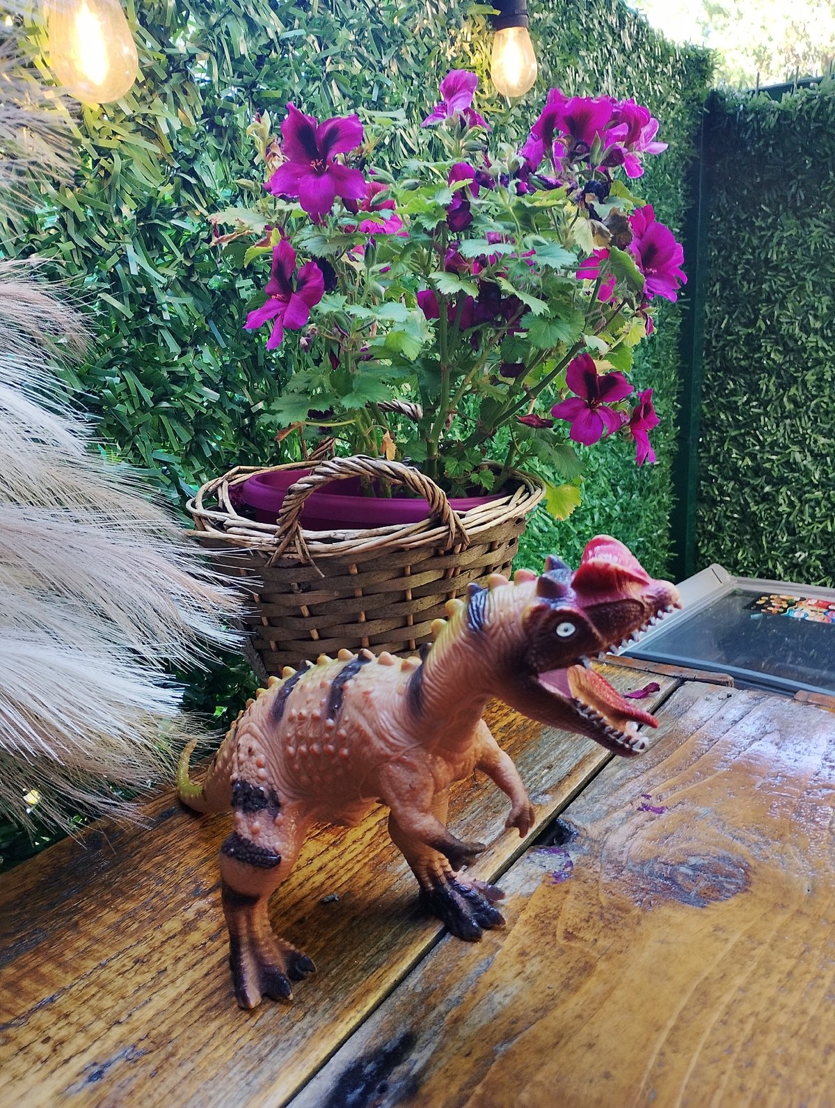Morning scenes: toy dinosaur and cigar collection in Burgas