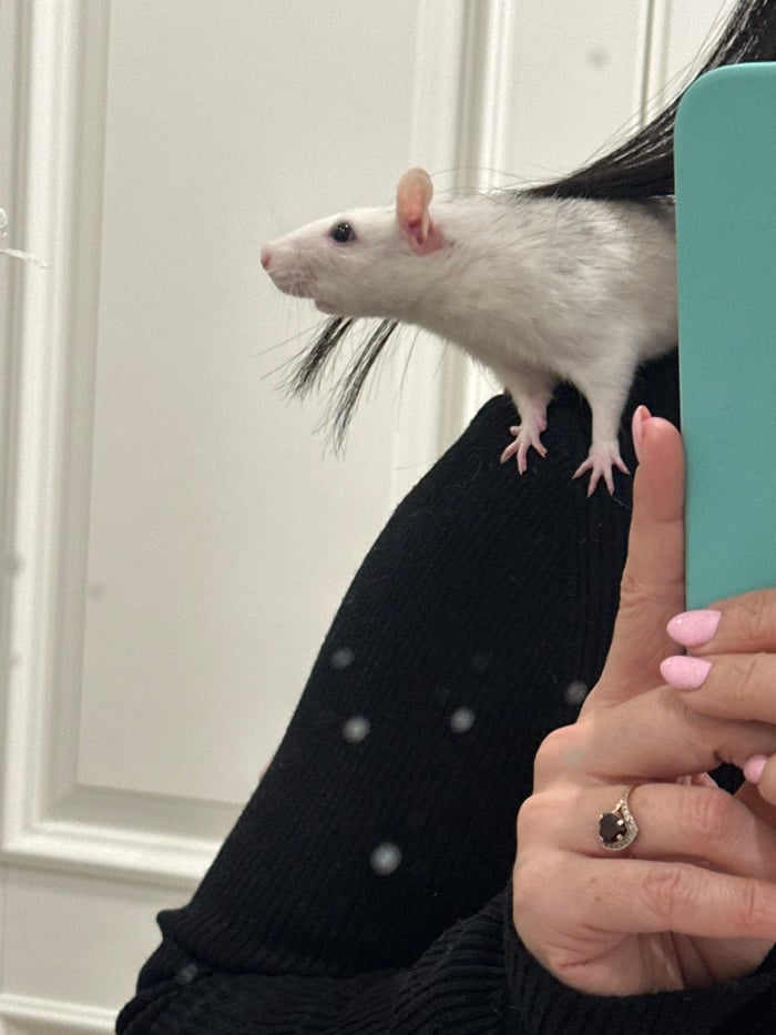 Pet owner documents evening playtime with rats and dogs