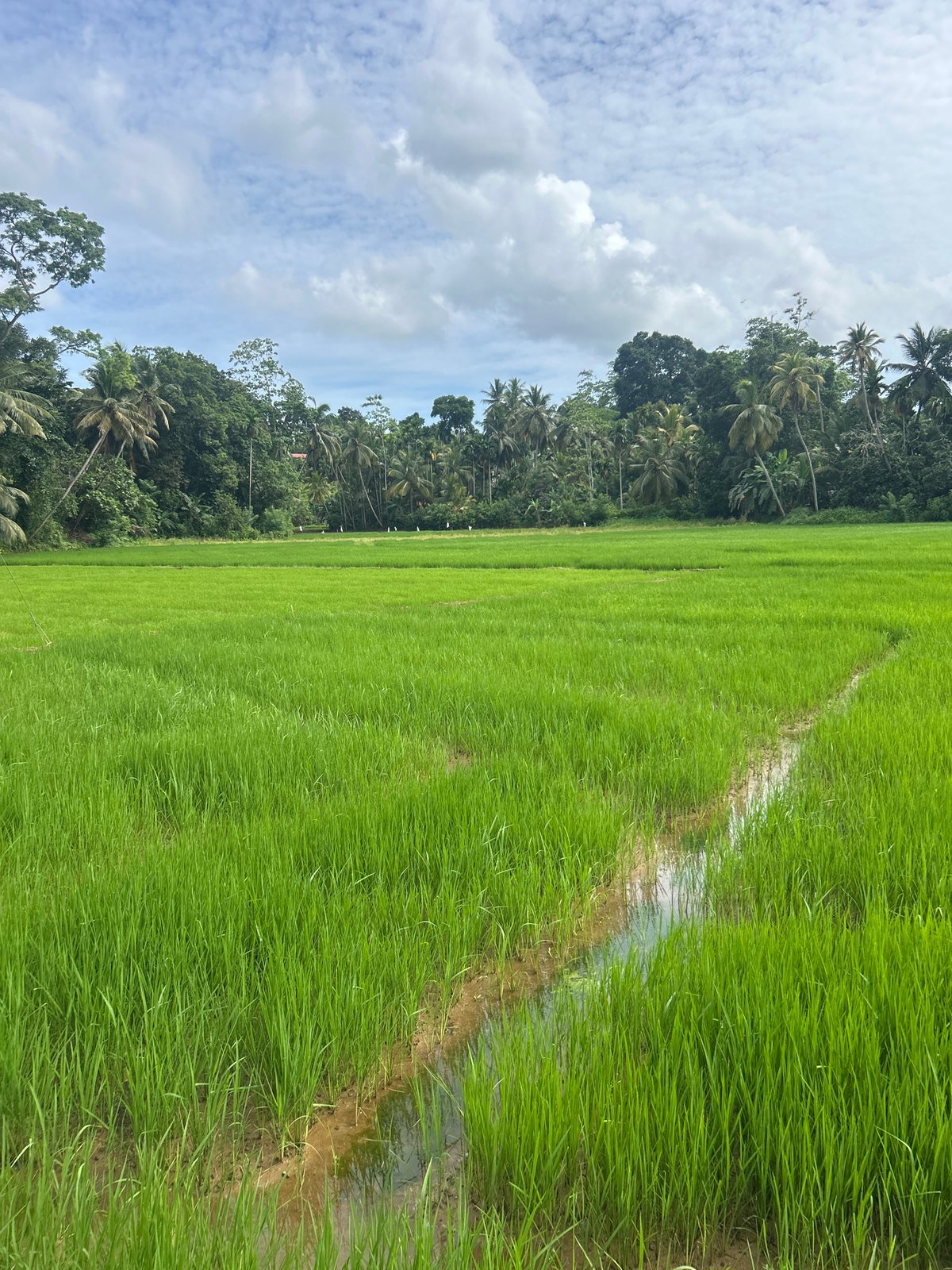 Rice fields and palm rows across rural southern Sri Lanka
